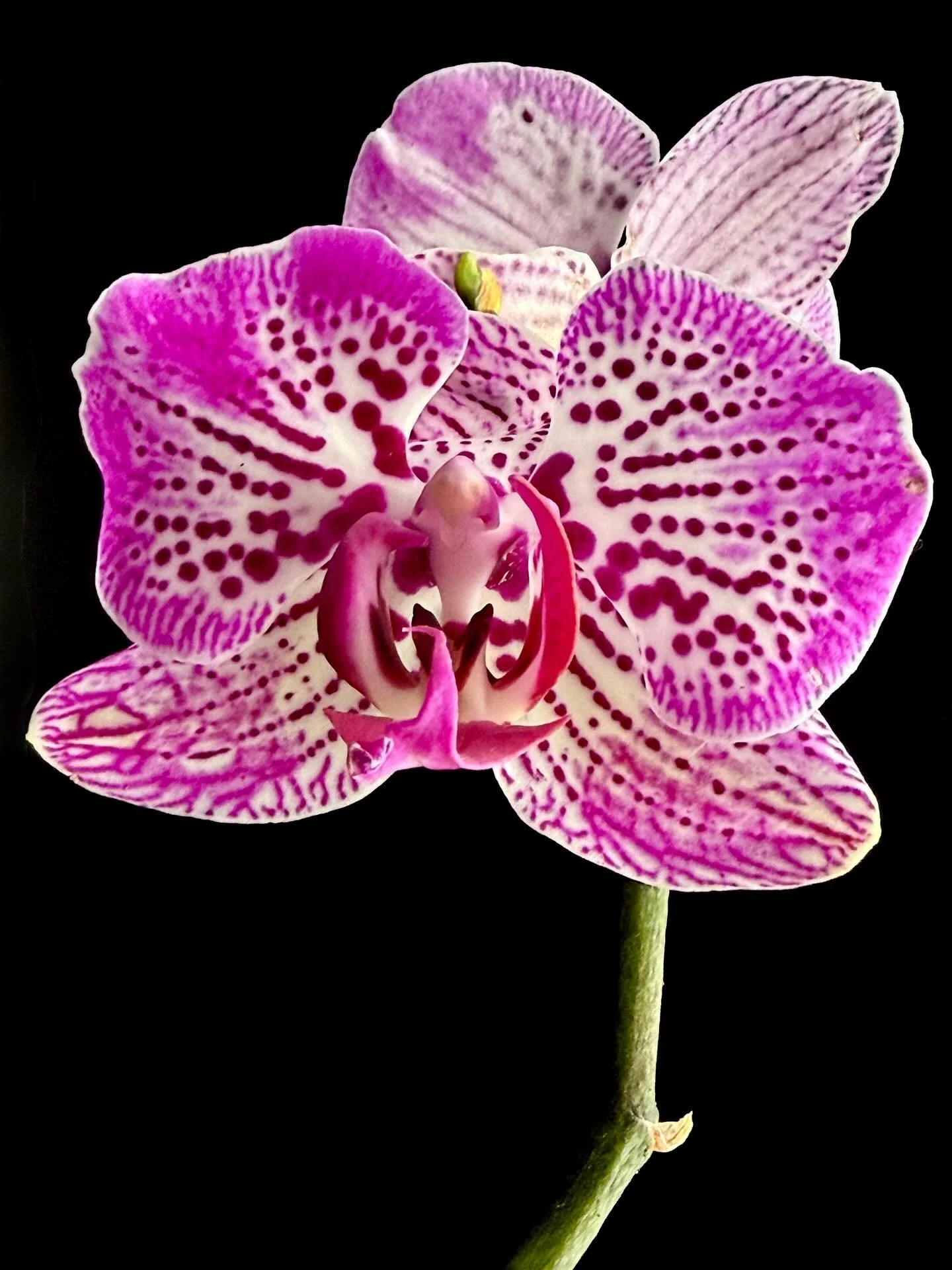 Phal with a beautiful pattern 🩷