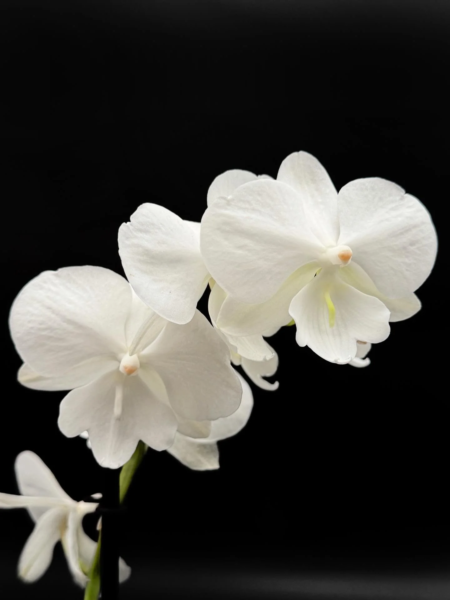 Phalaenopsis &lsquo;Charming Crystal Water&rsquo;. A delicate, pure-white orchid. 🤍
