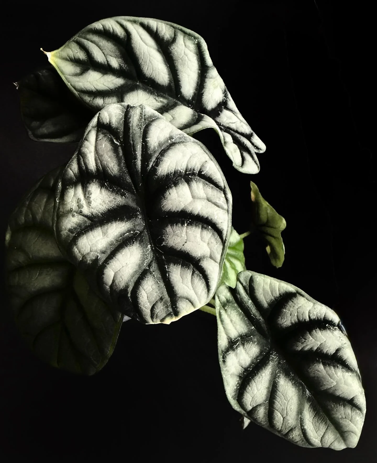 Alocasia &lsquo;silver dragon&rsquo;