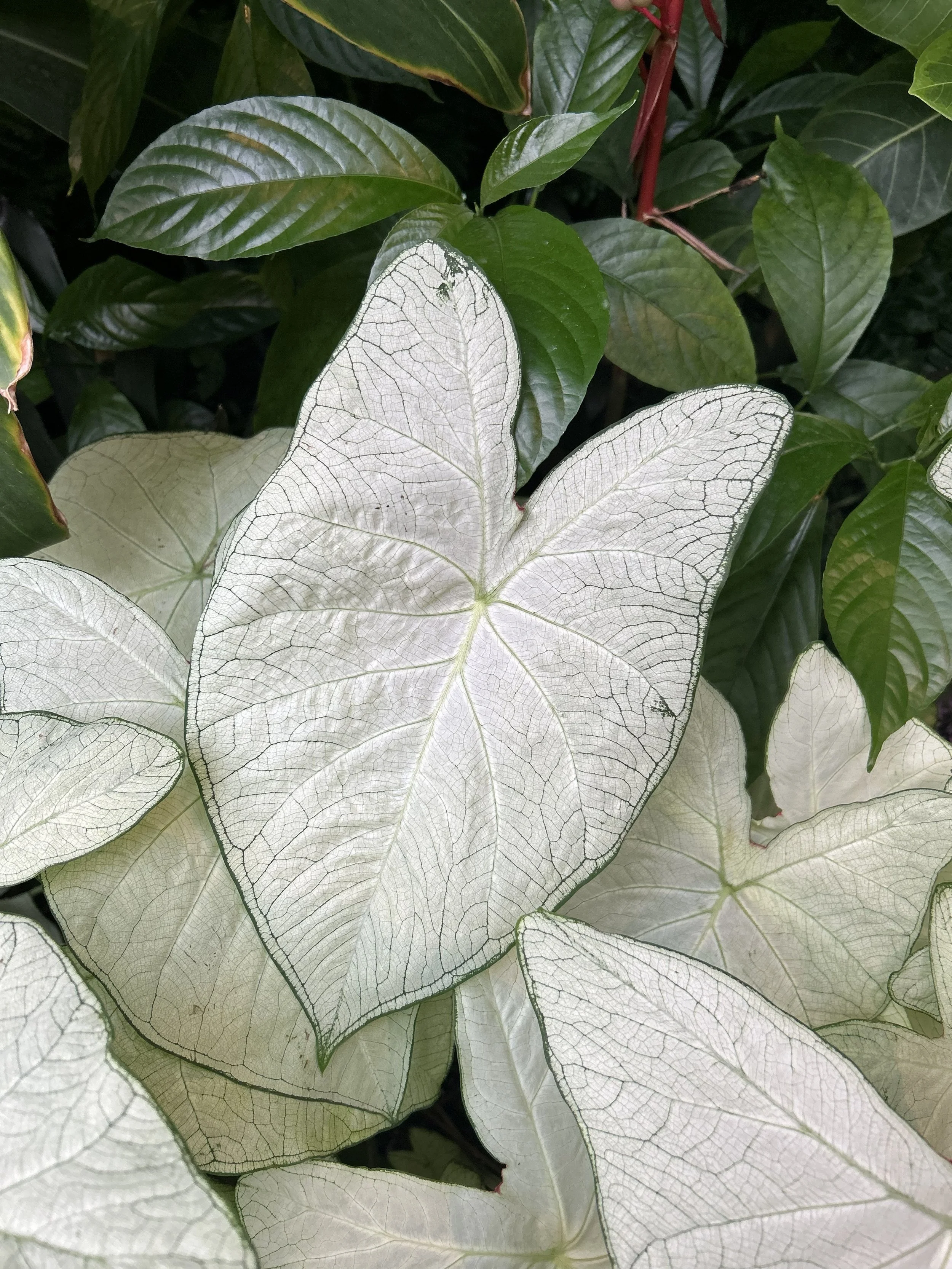 Caladium