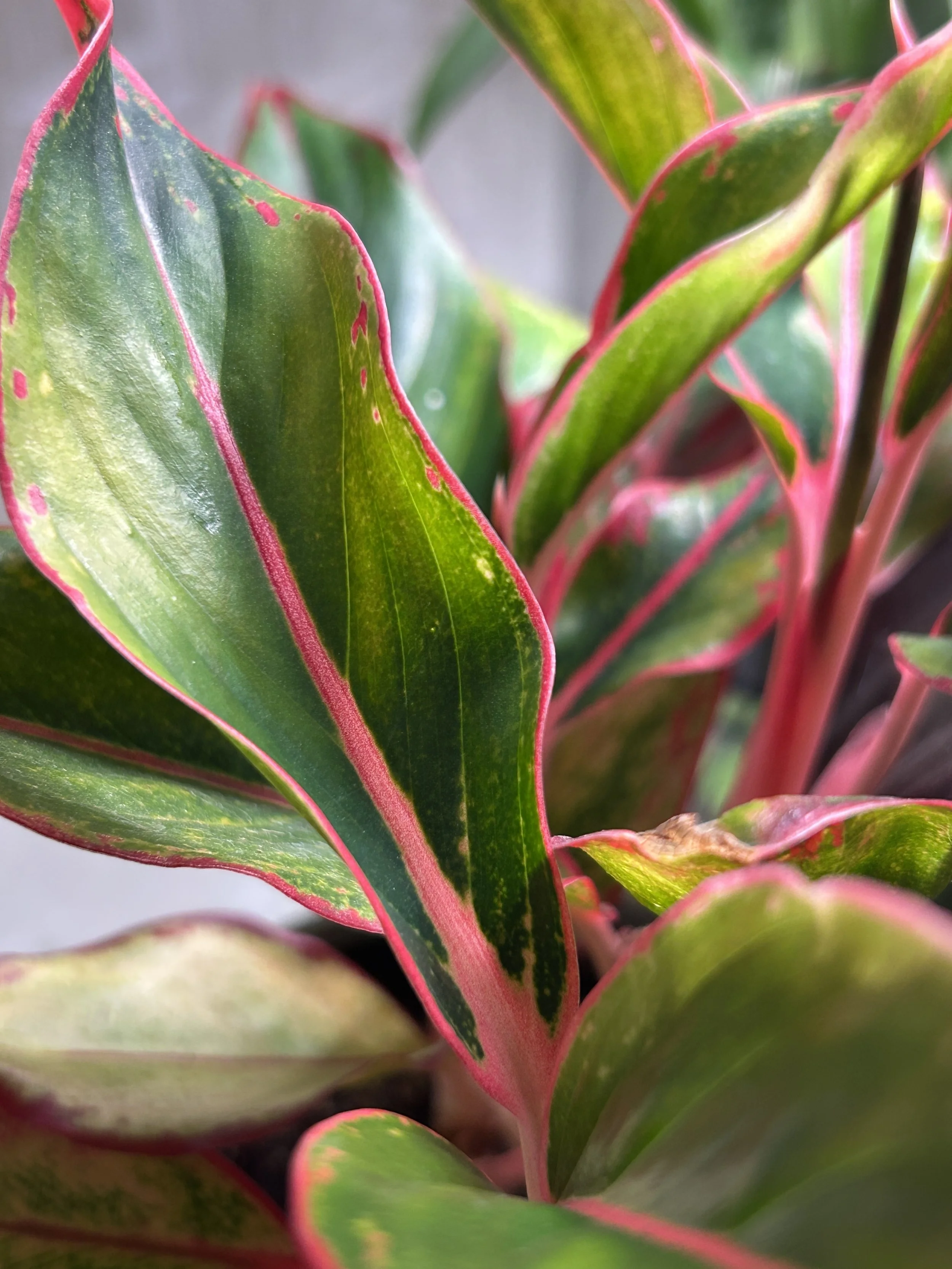Aglaonema