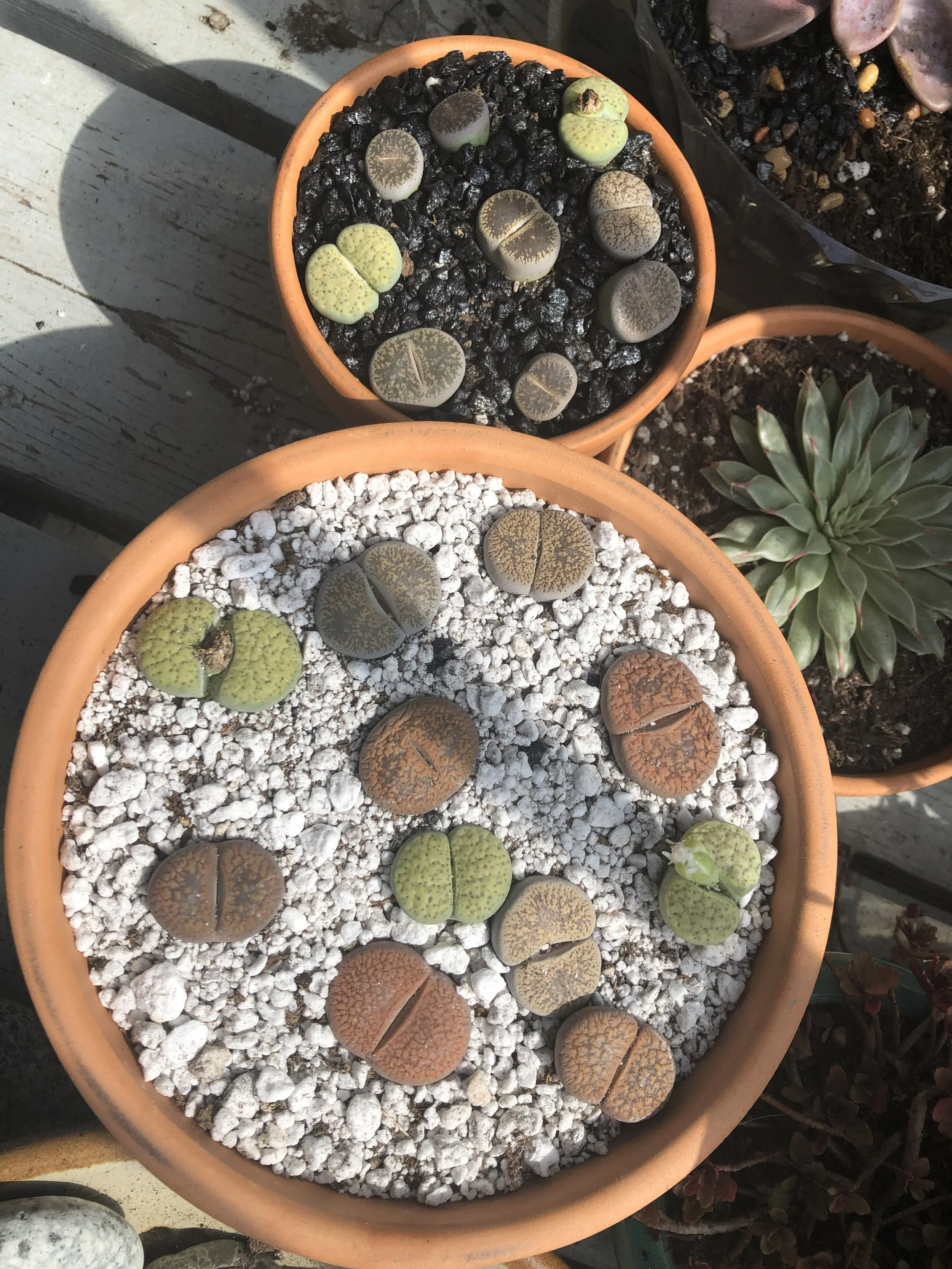 Lithops