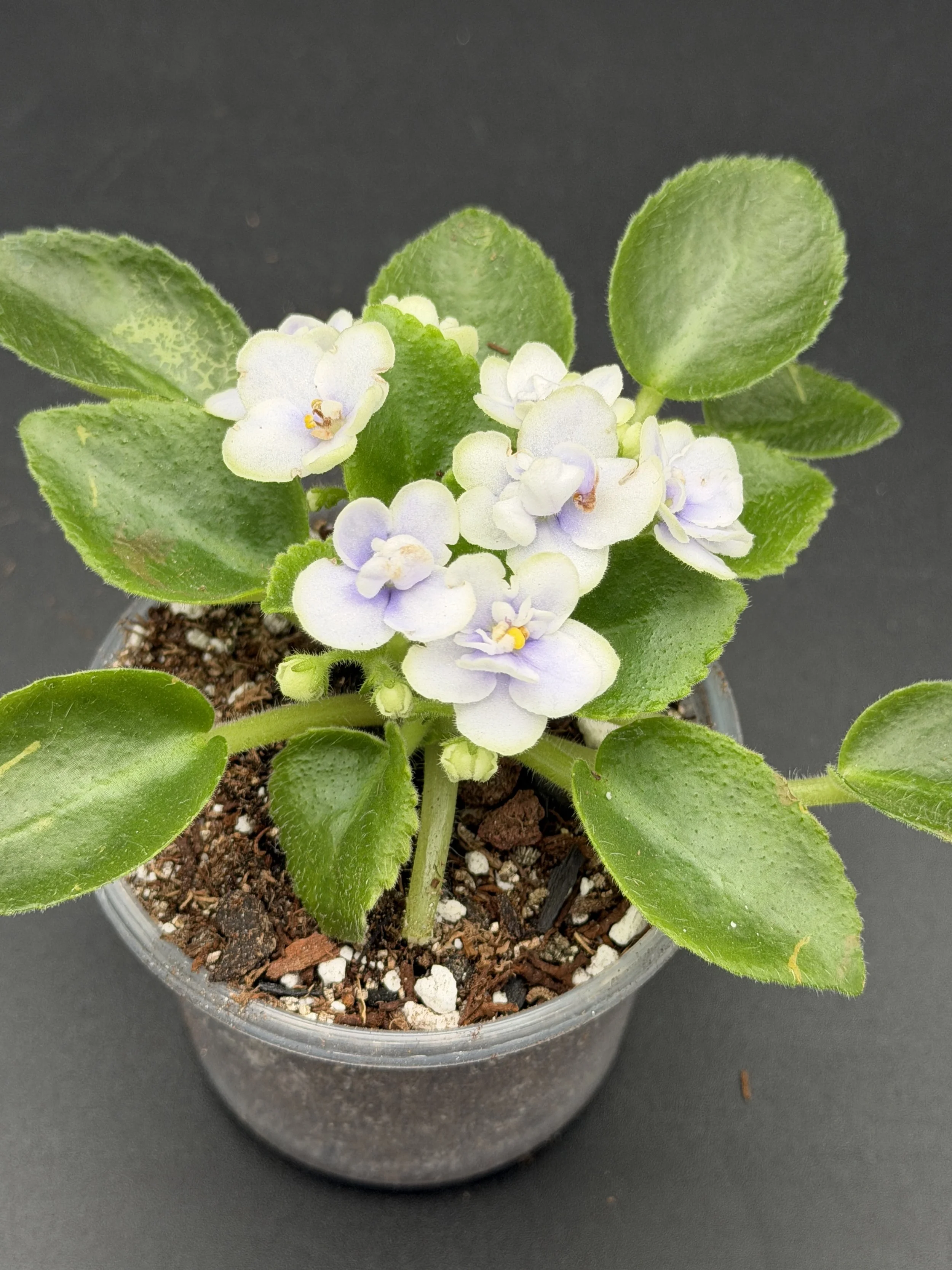 Bicolor Dark Center African Violet