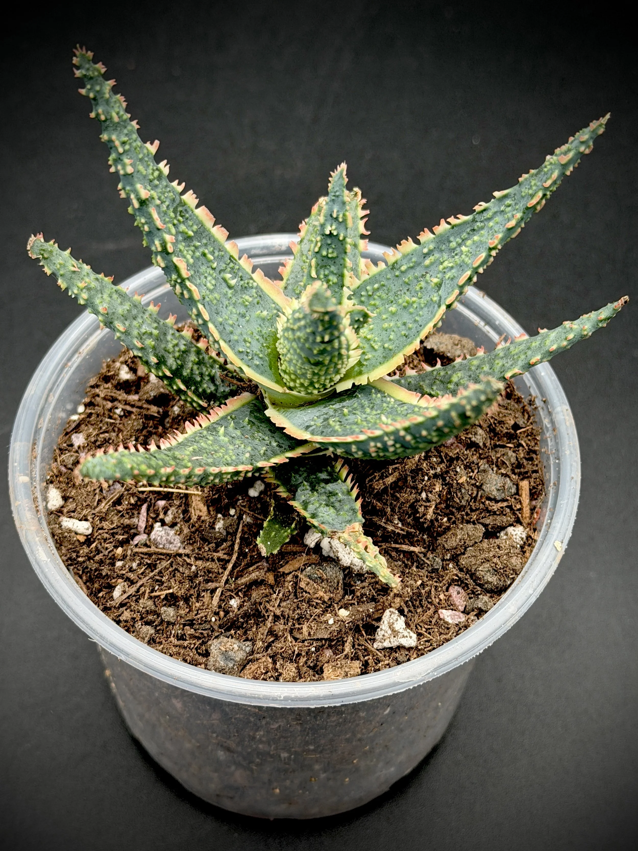 Aloe Maculata Hybrid