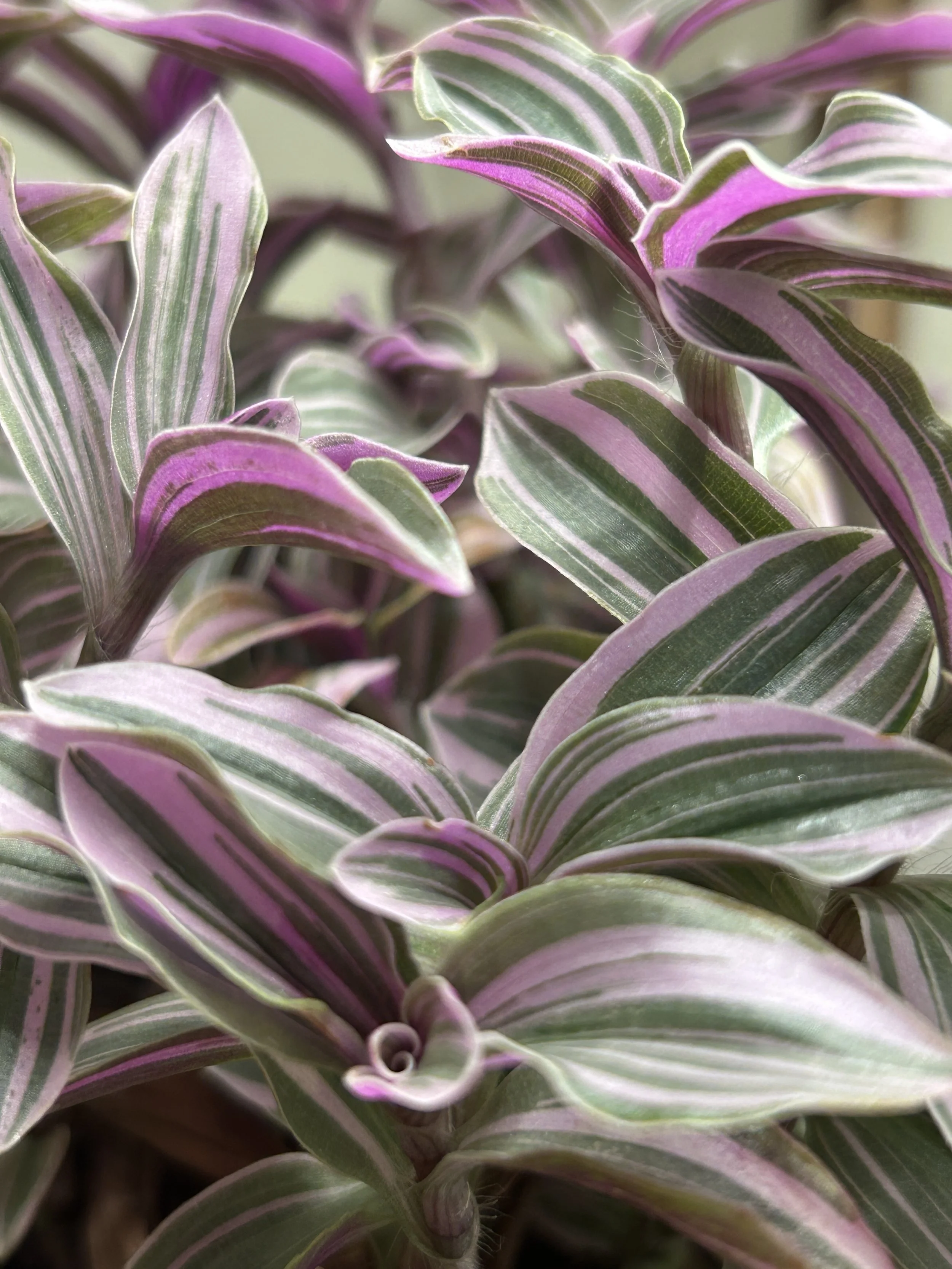 Tradescantia