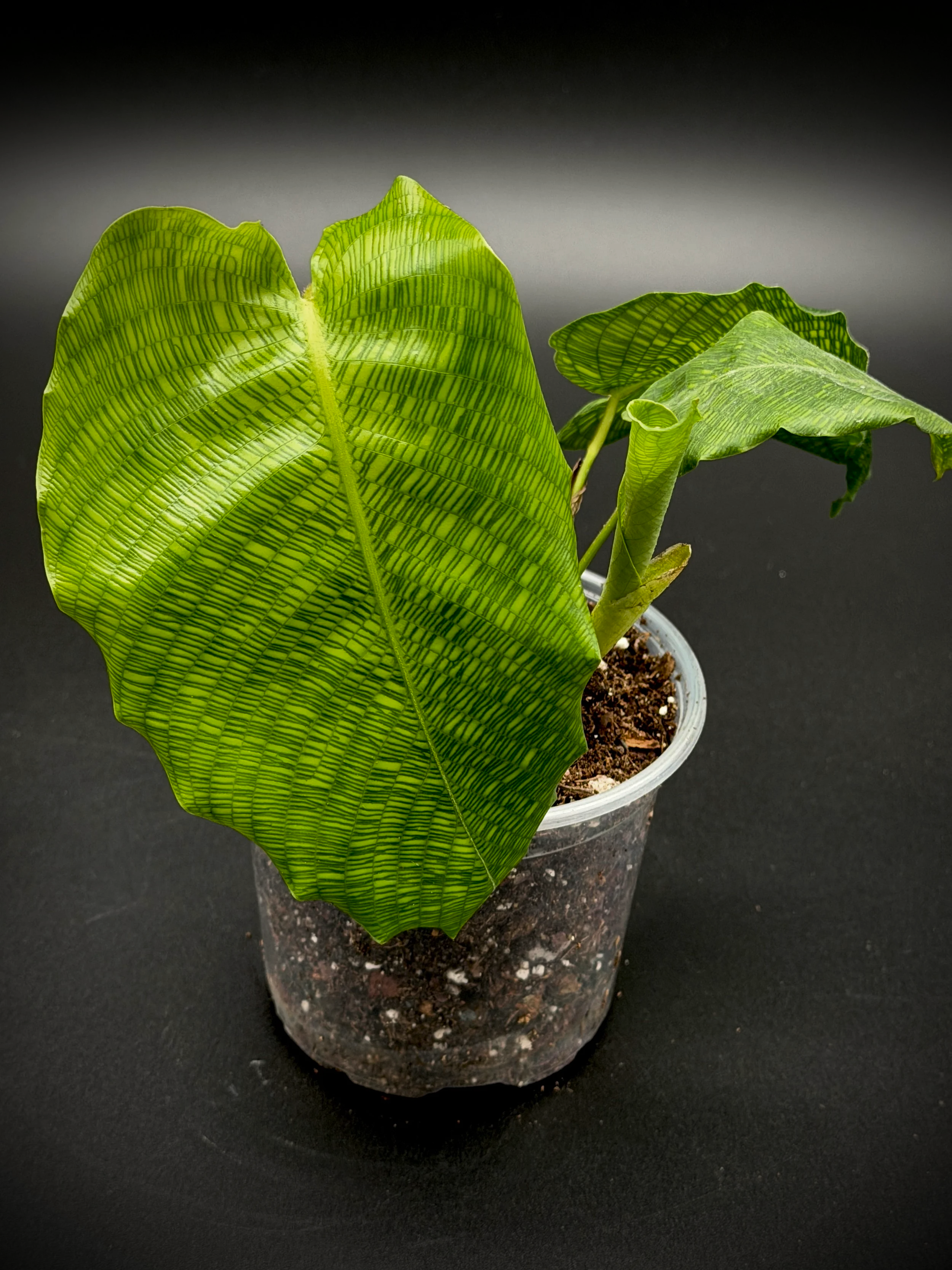 Calathea 'Network'