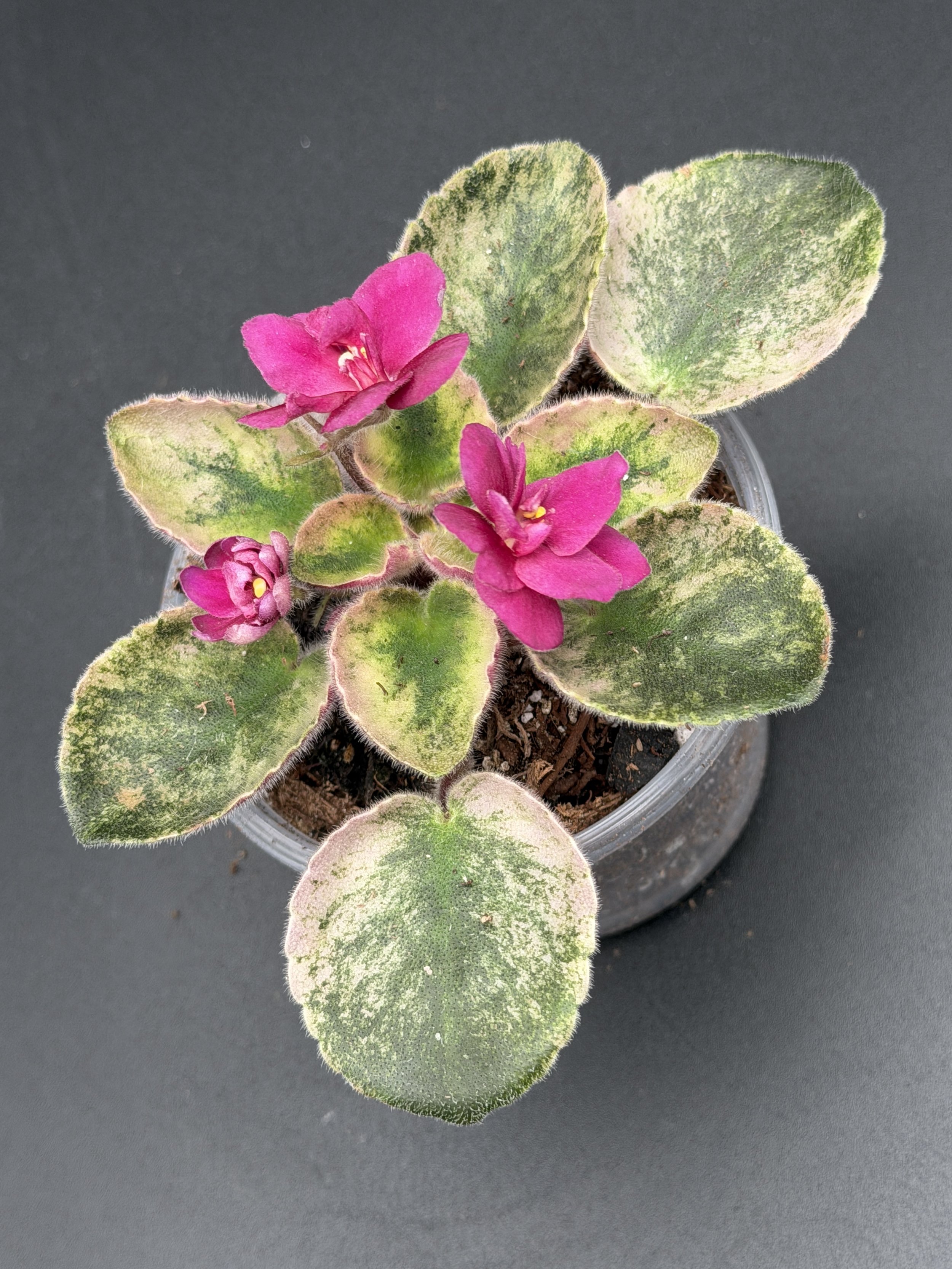 Variegated African Violet