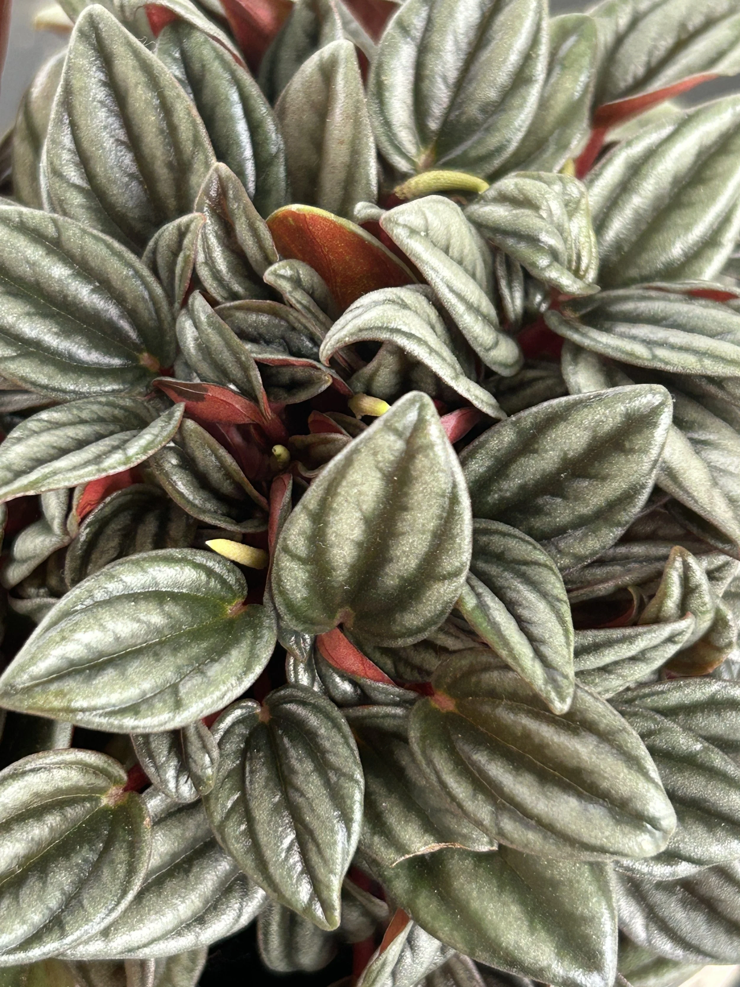 Peperomia