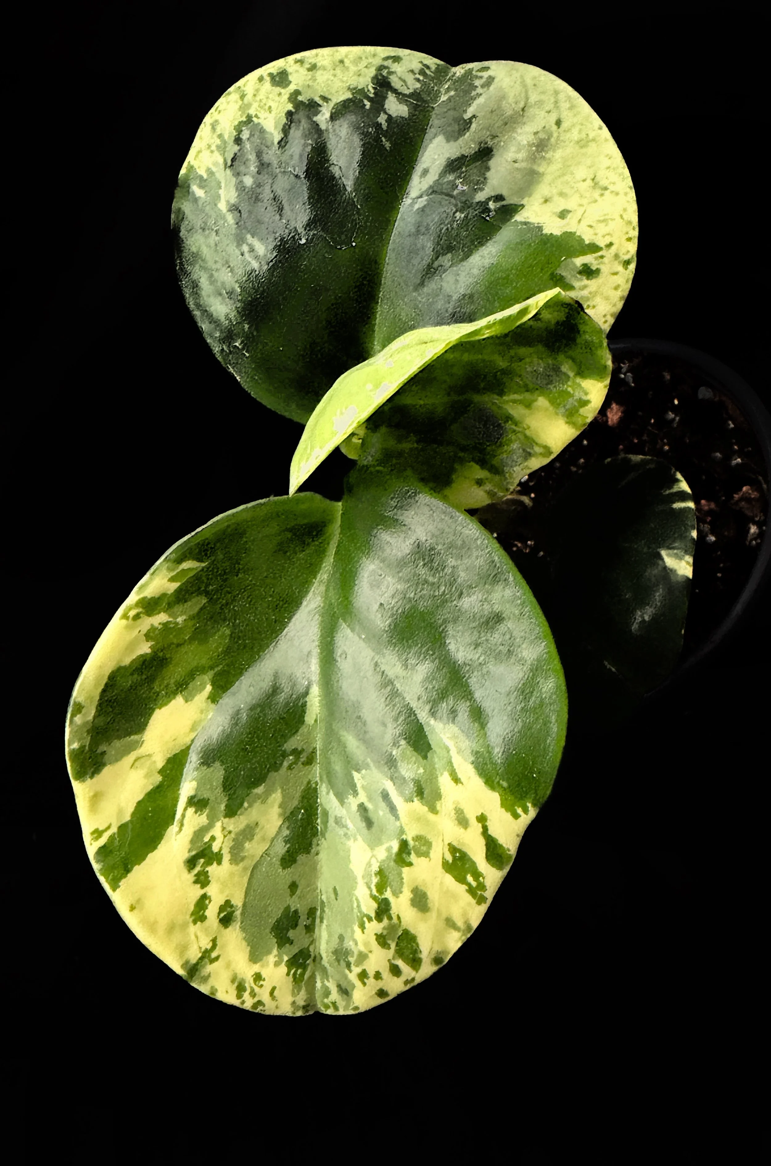 Peperomia