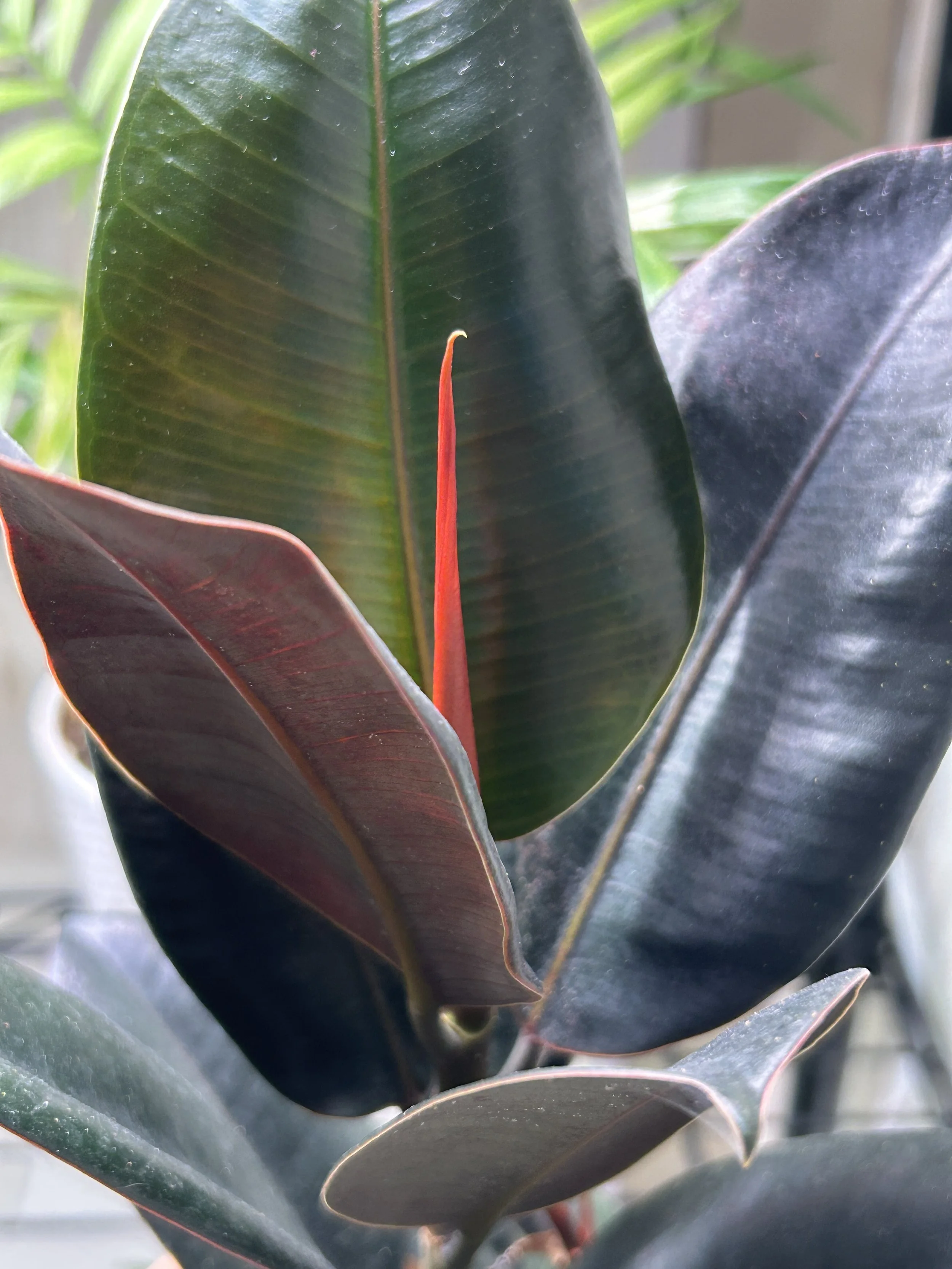 Ficus Elastica