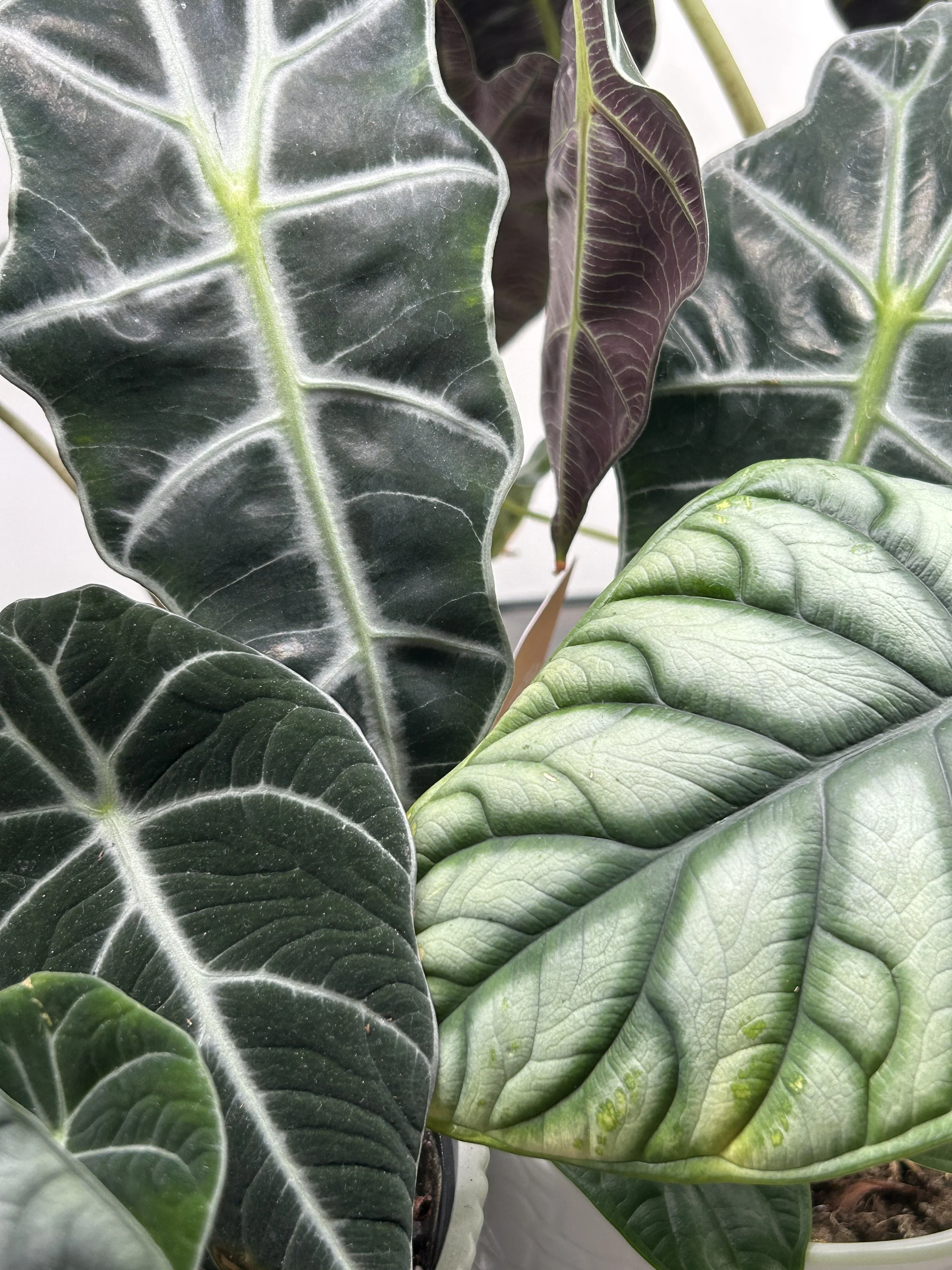 Alocasia