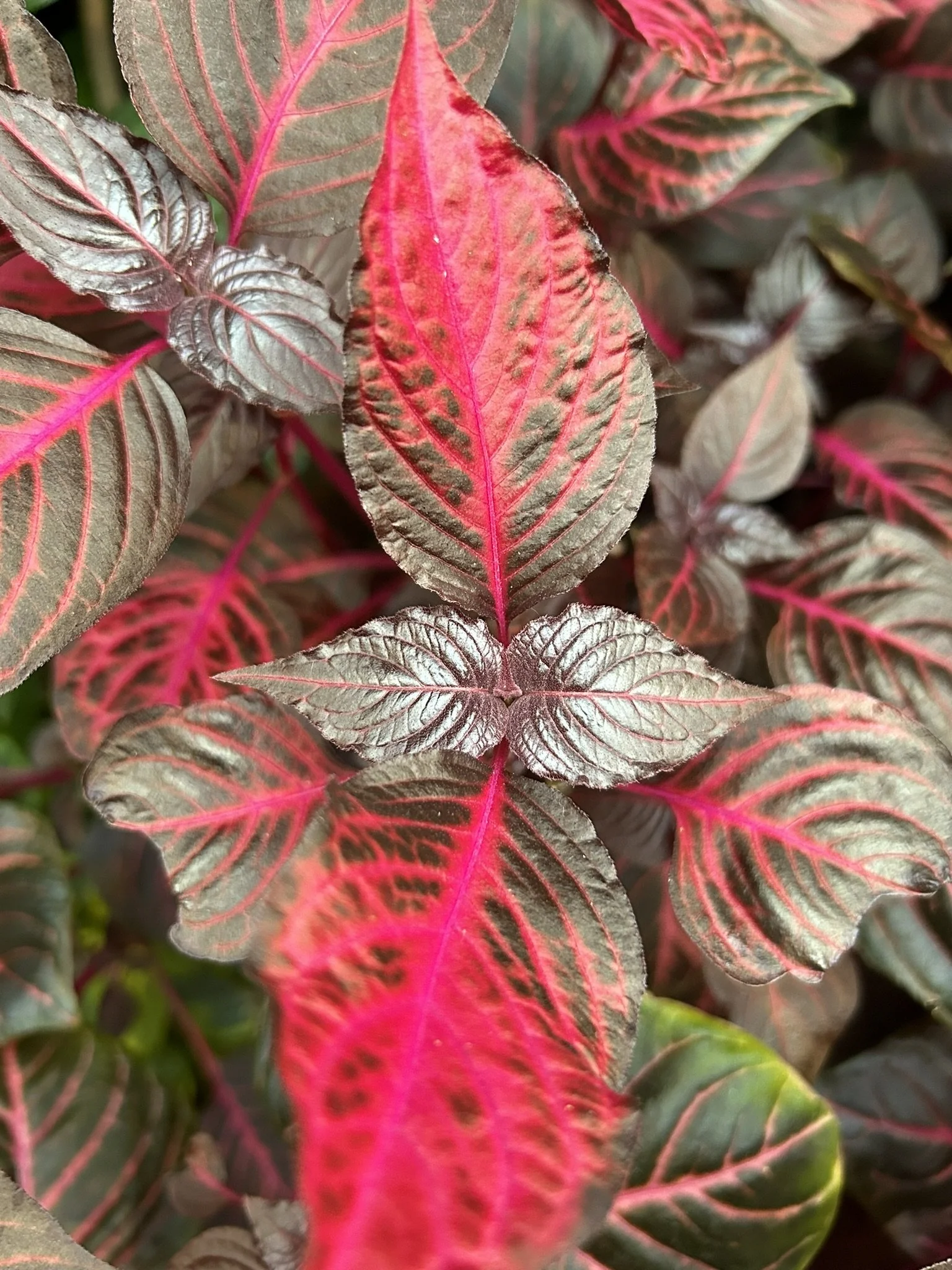 Coleus
