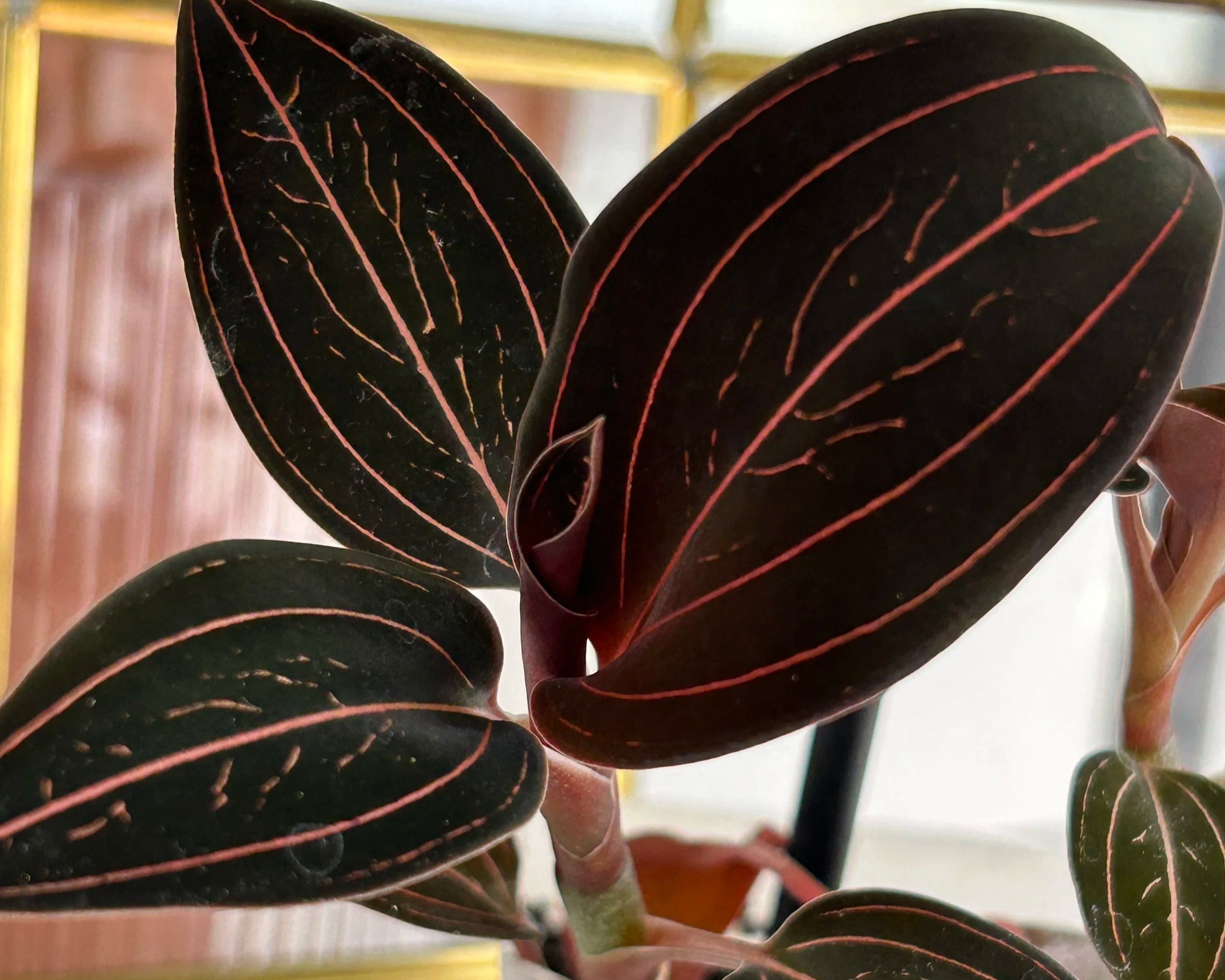 Jewel Orchid