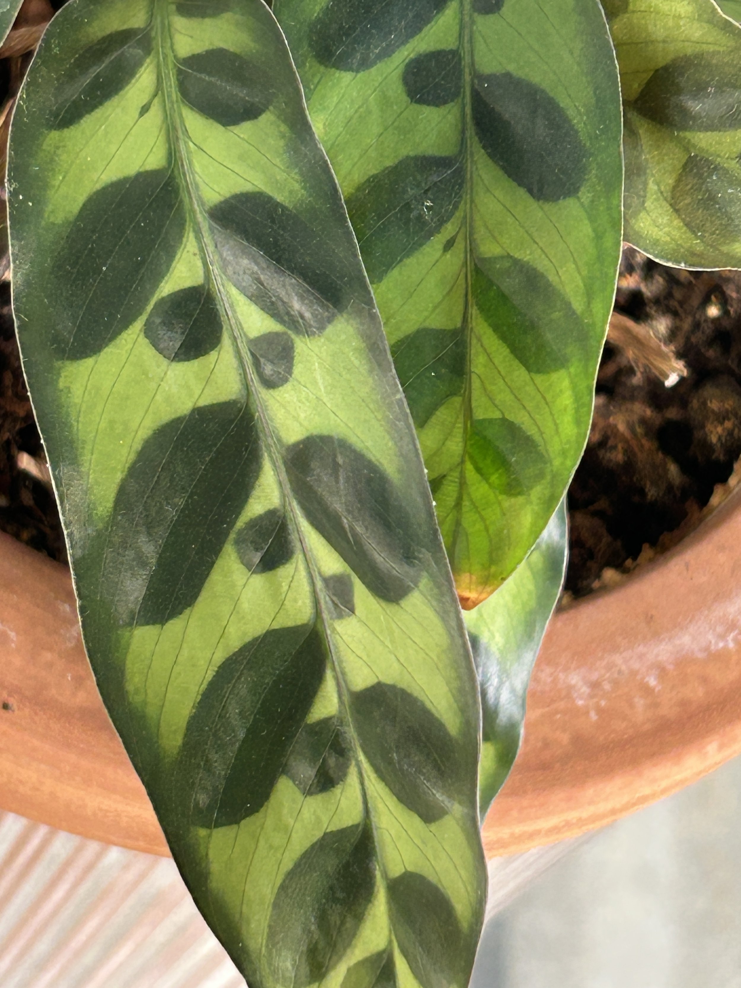 Calathea