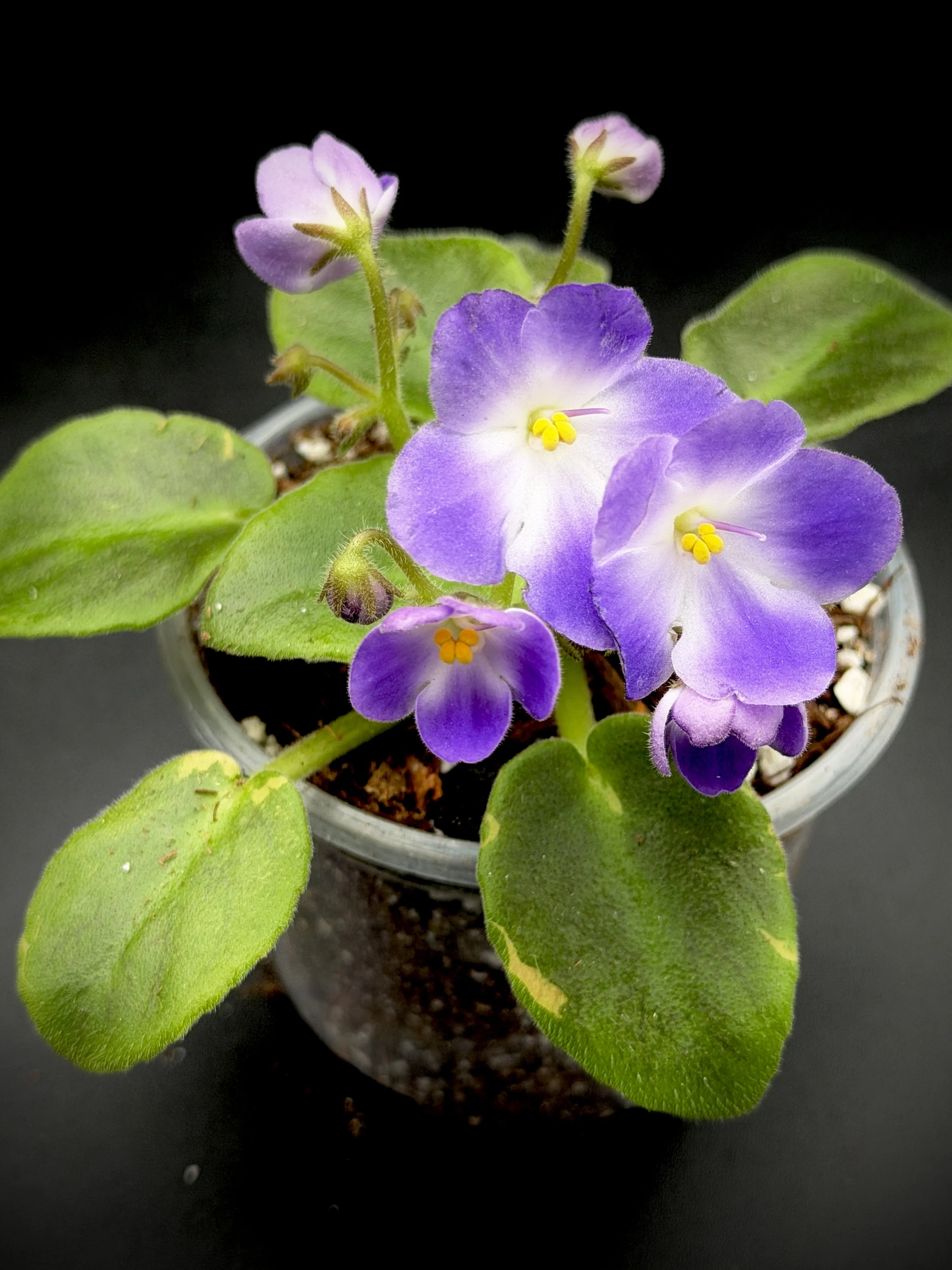 Bicolor Thumbprint African Violet