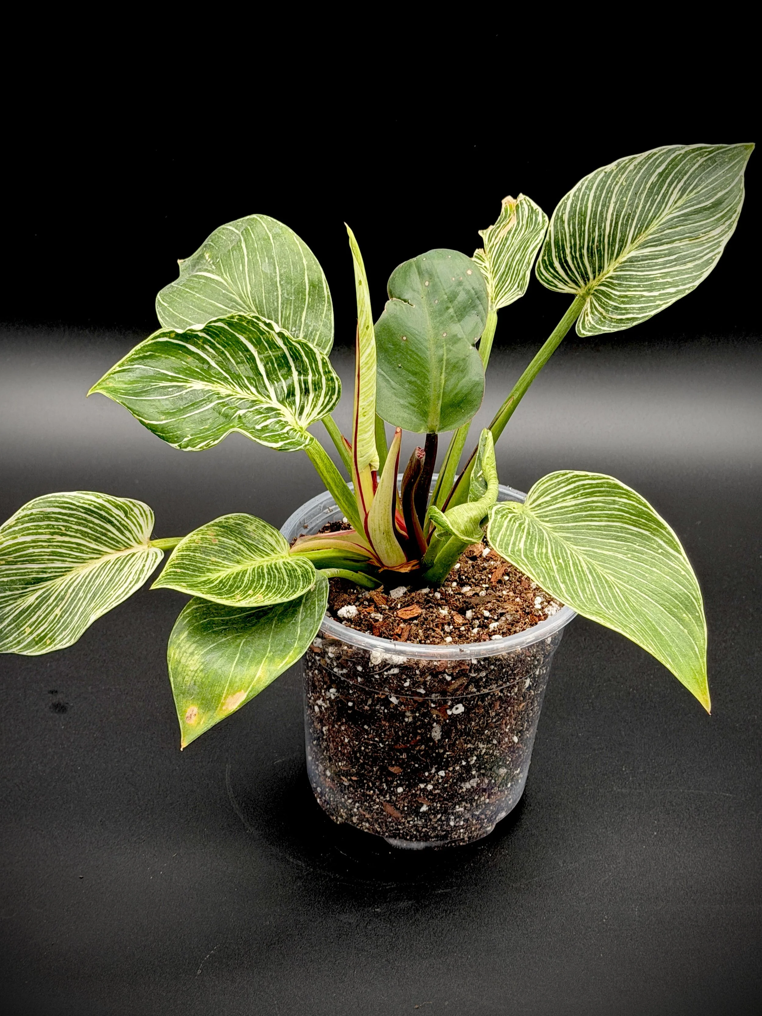 Philodendron 'Birkin'