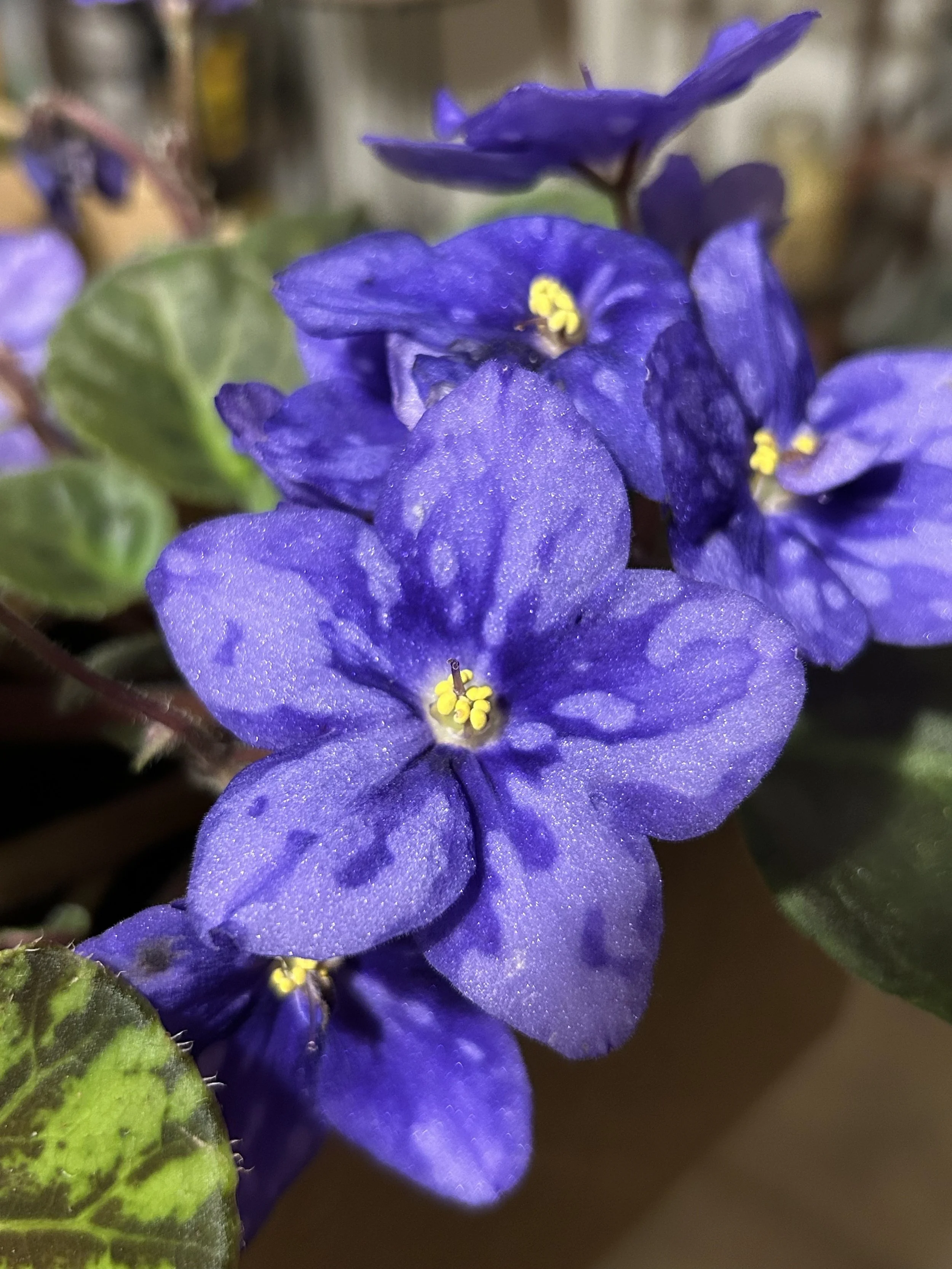 African Violet