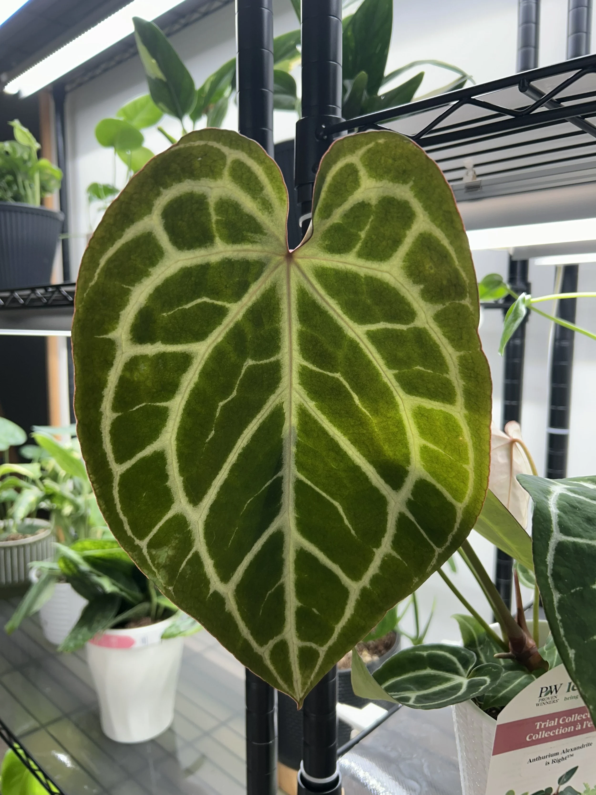 Anthurium
