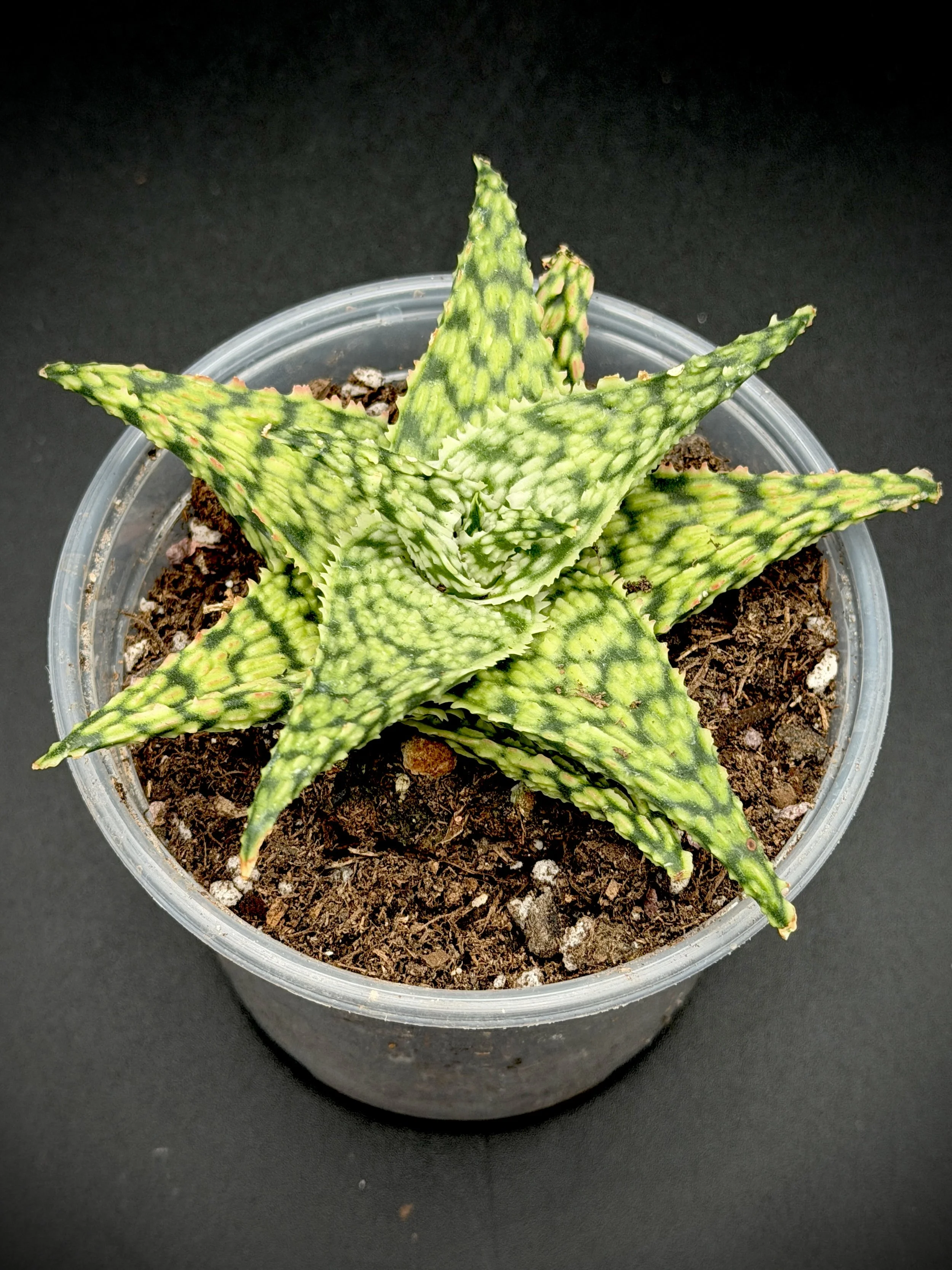 Star Aloe Hybrid