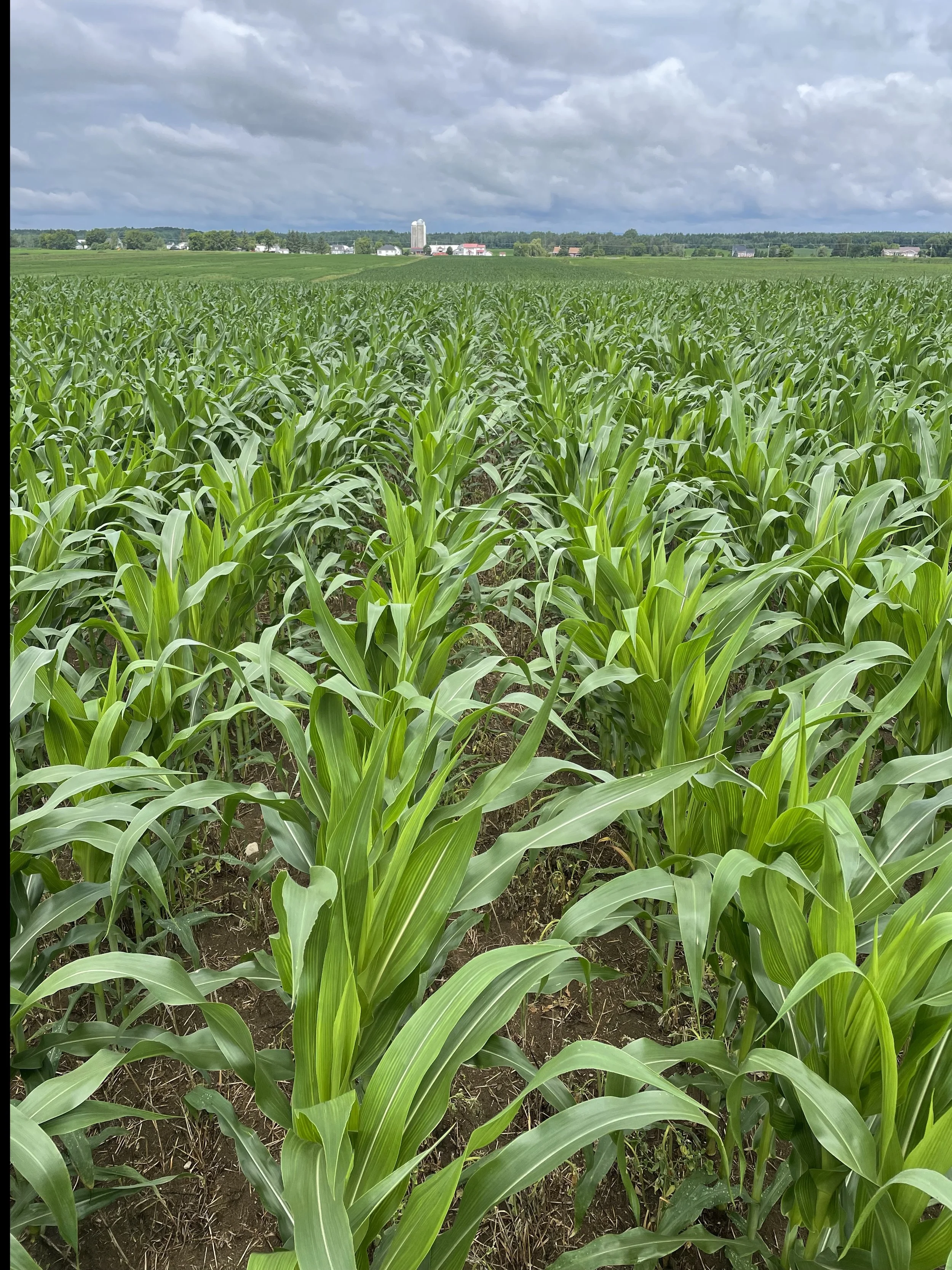 Régie des cultures — Suivi agronomique annuel
