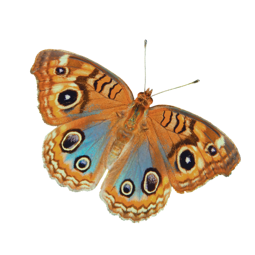 A butterfly with orange, black, and blue wings showing eye spots.