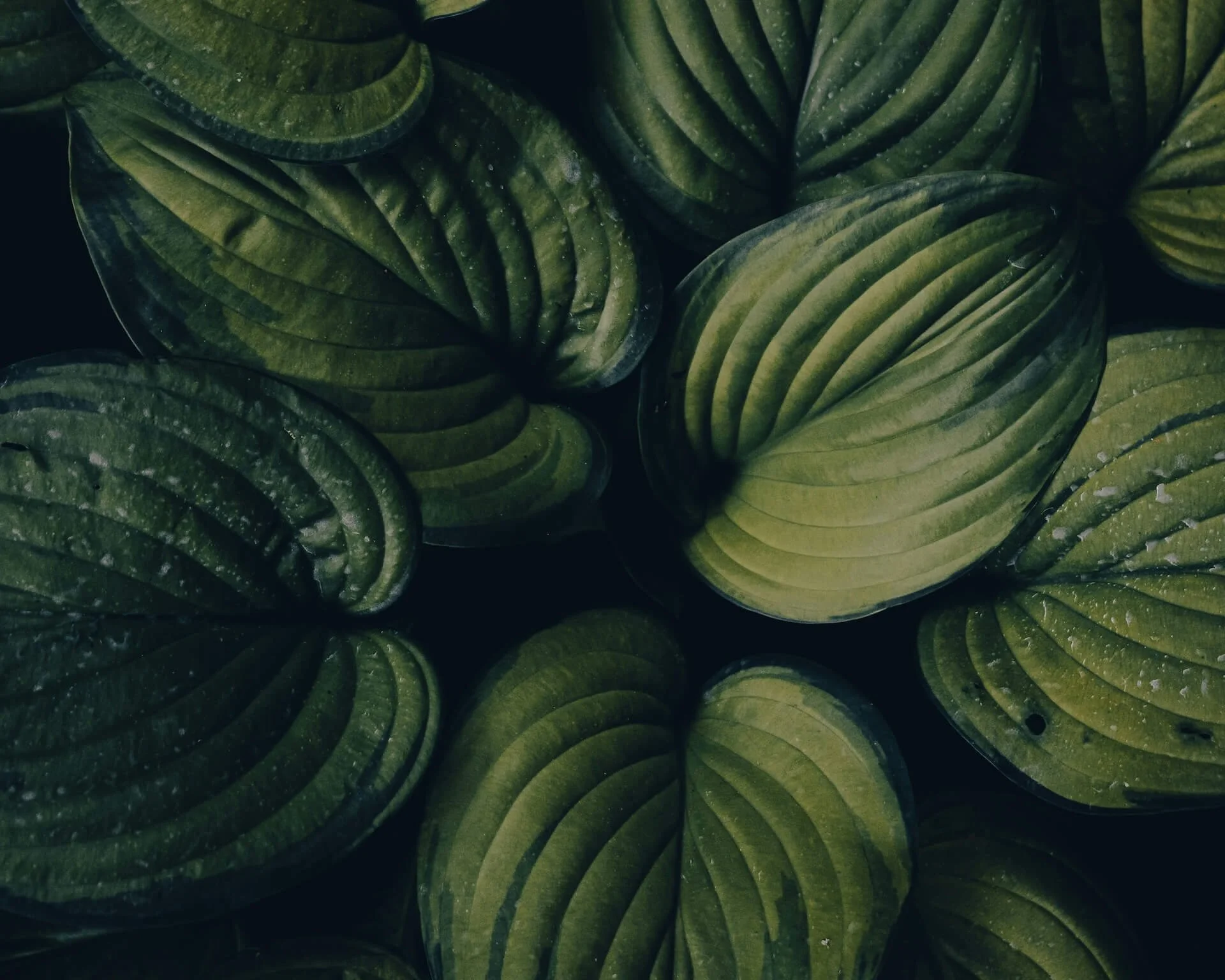 Close-up of layered green leaves with prominent ridges and water droplets.