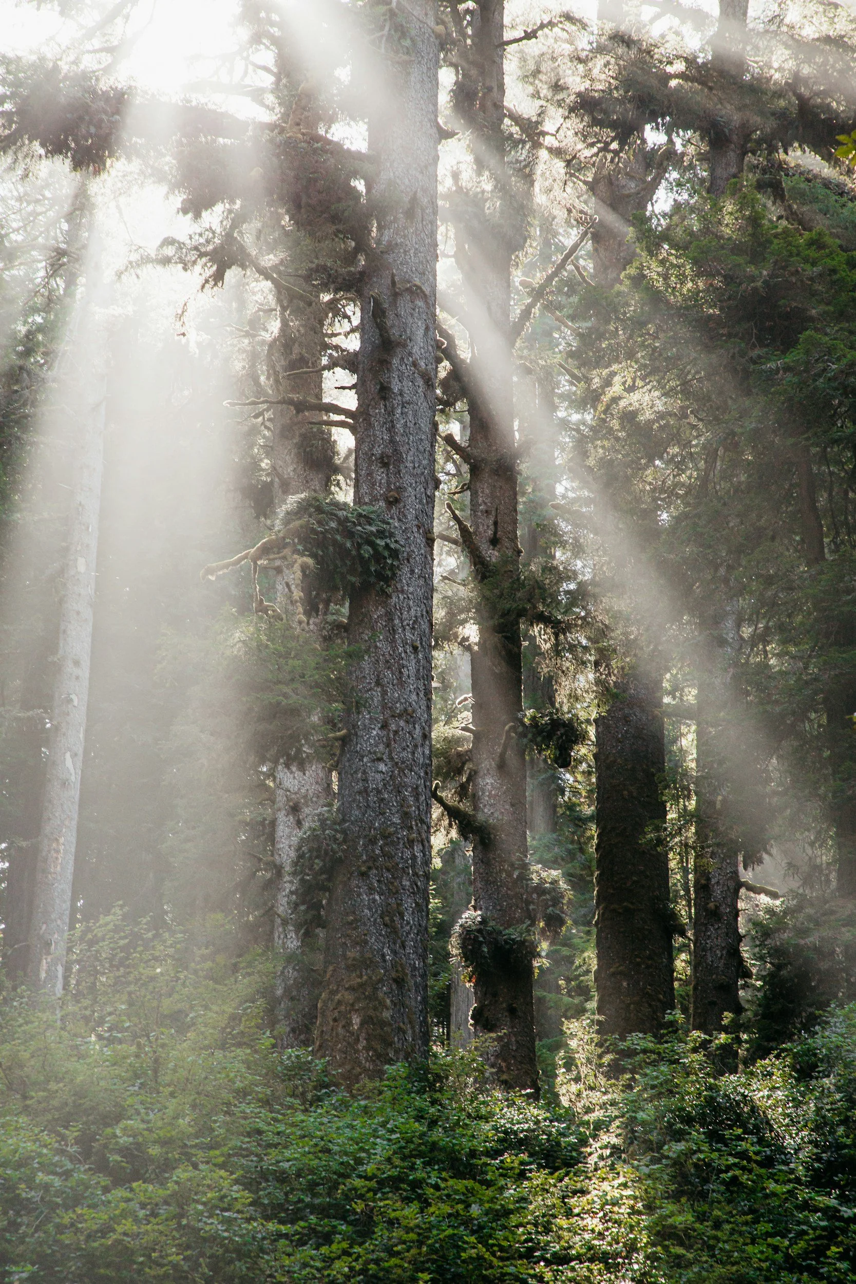 Sunlight streams through a dense forest of tall trees with thick trunks and green foliage.