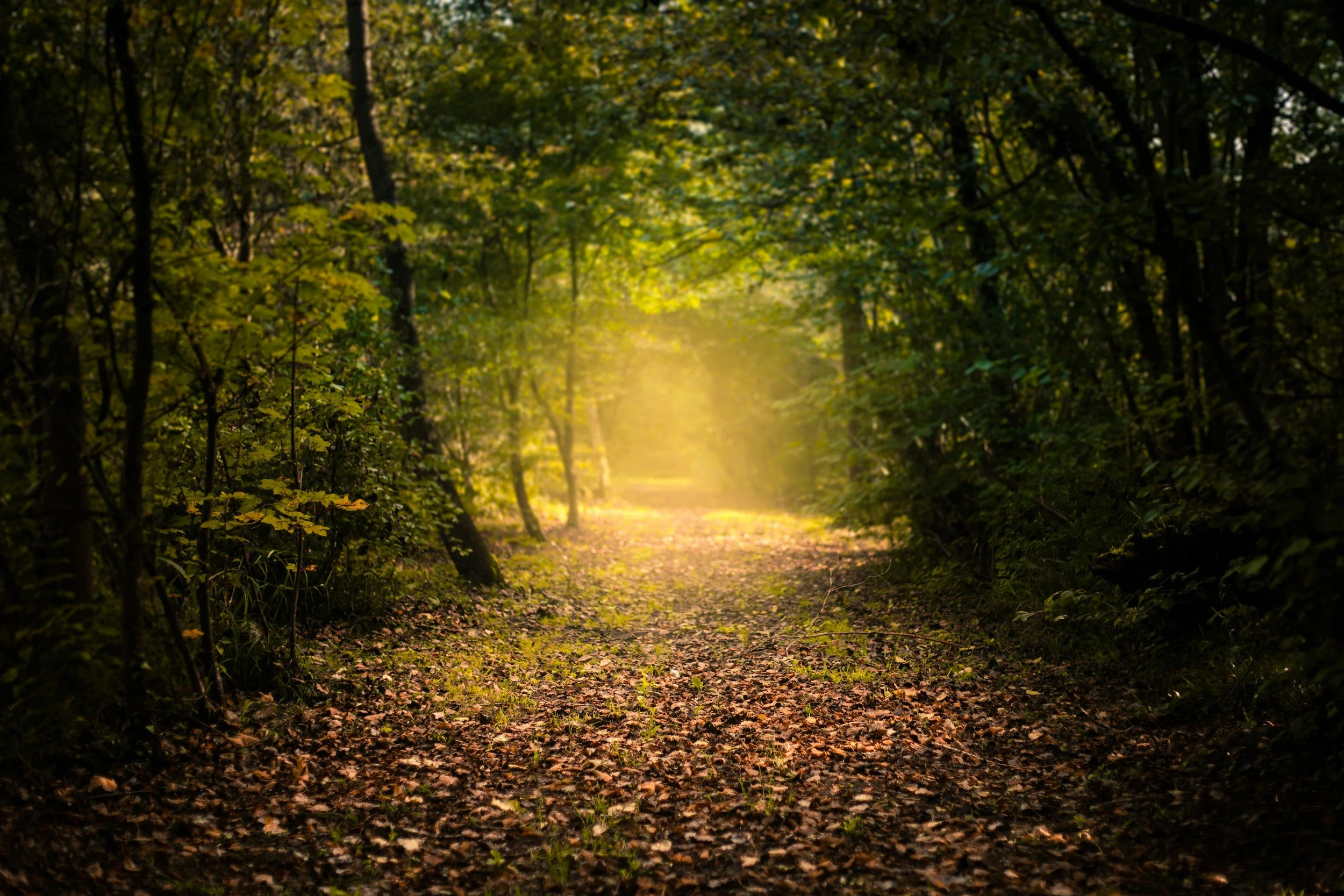 A forest trail illuminated by sunlight filtering through green trees, with leaf-covered ground.