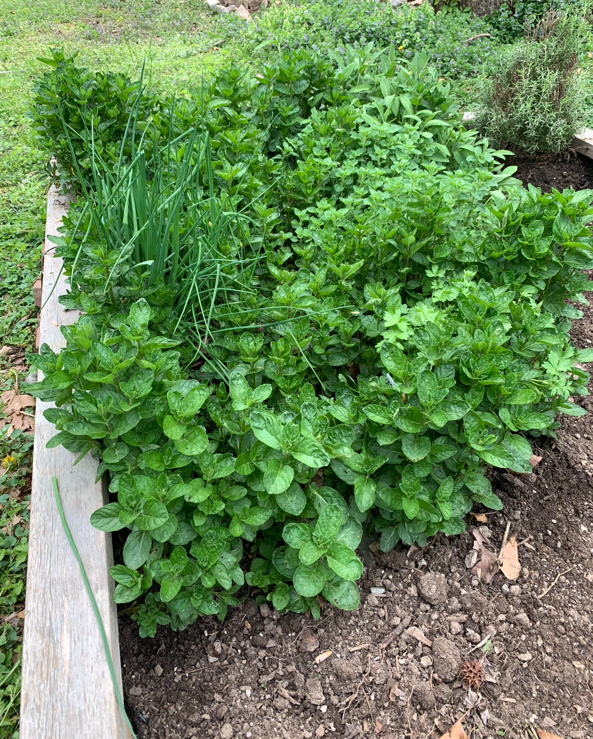 raised garden bed planted with herbs, basic, mint, chives, rosemary for cooking