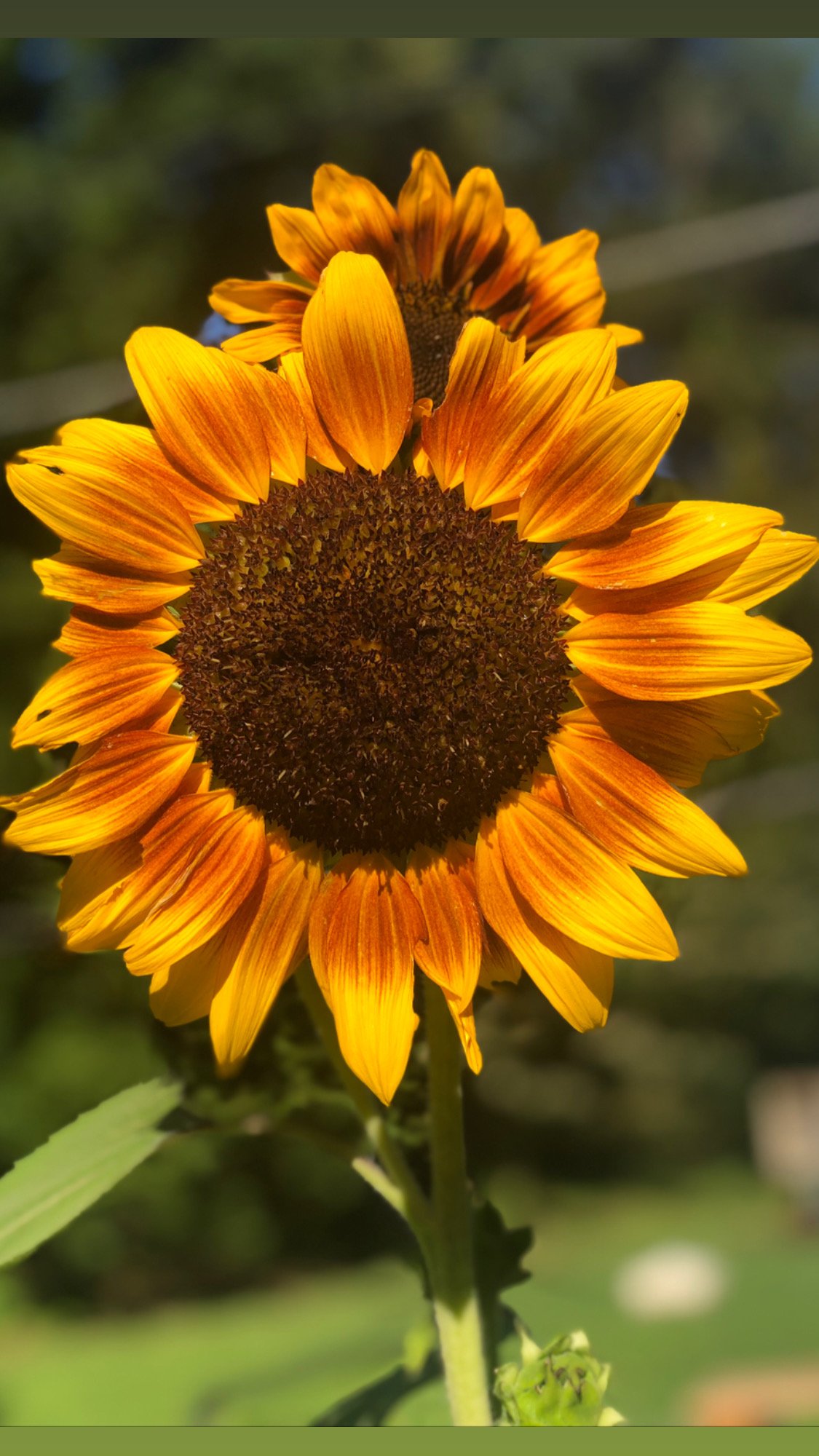 sunflower in garden for cut flowers in Richmond, Virginia