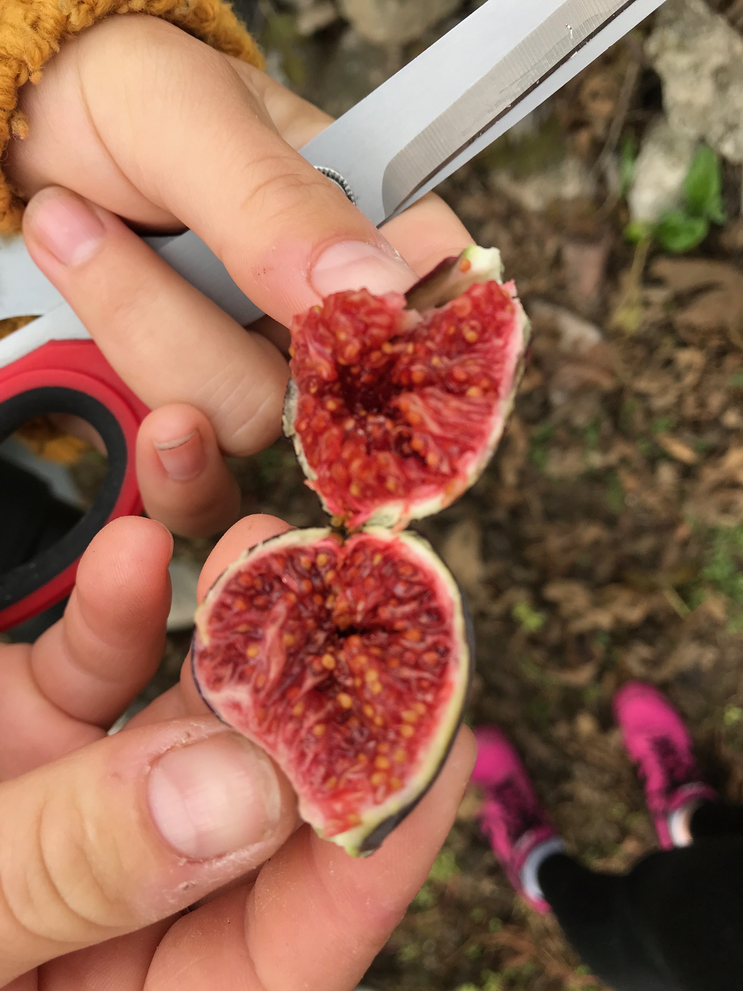 fresh fig cut open and held in hands with scissors in orchard in Richmond, VA
