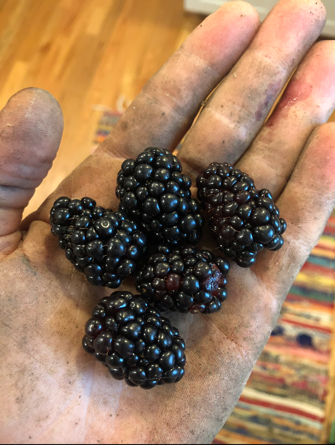 fresh organic blackberries from blackberry patch short pump, VA