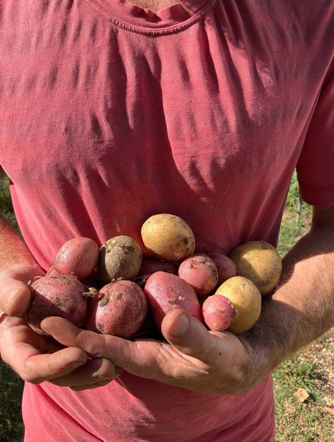 homegrown potatoes permaculture guild edible landscaping Richmond VA