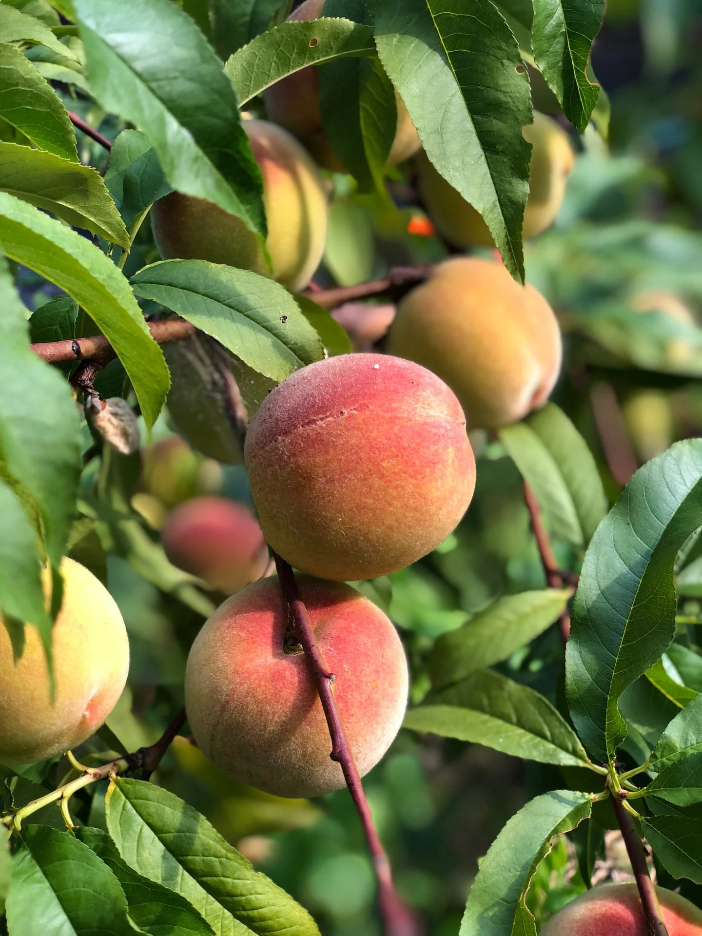 peach fruit on fruit tree in backyard orchard in Richmond, Virginia