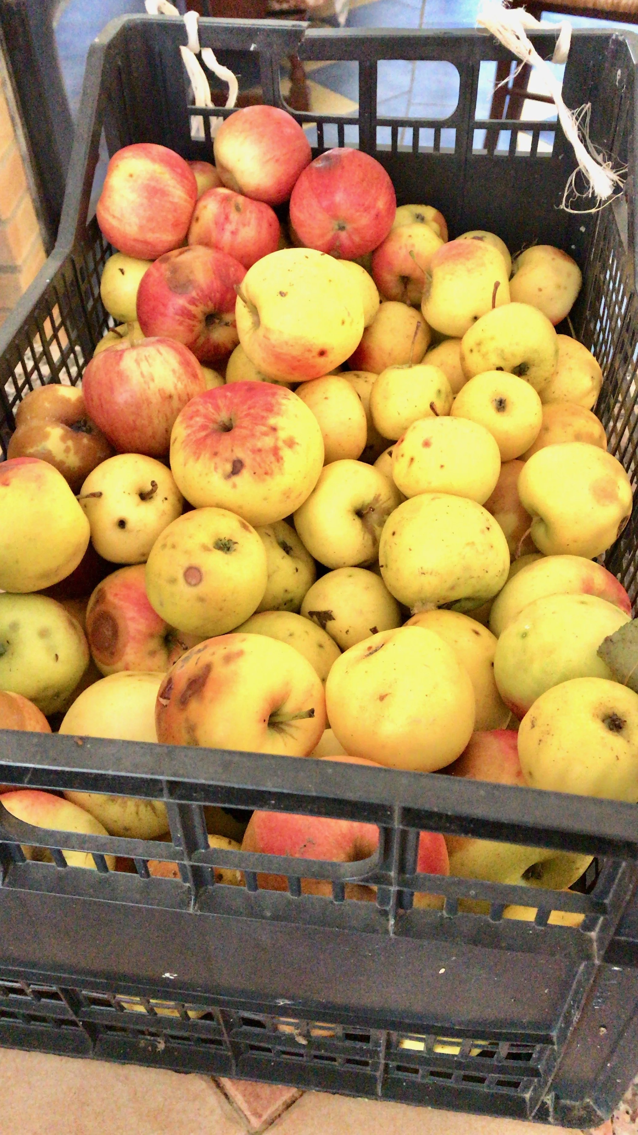 bushel of fresh apples picked from tree in edible landscape Richmond VA