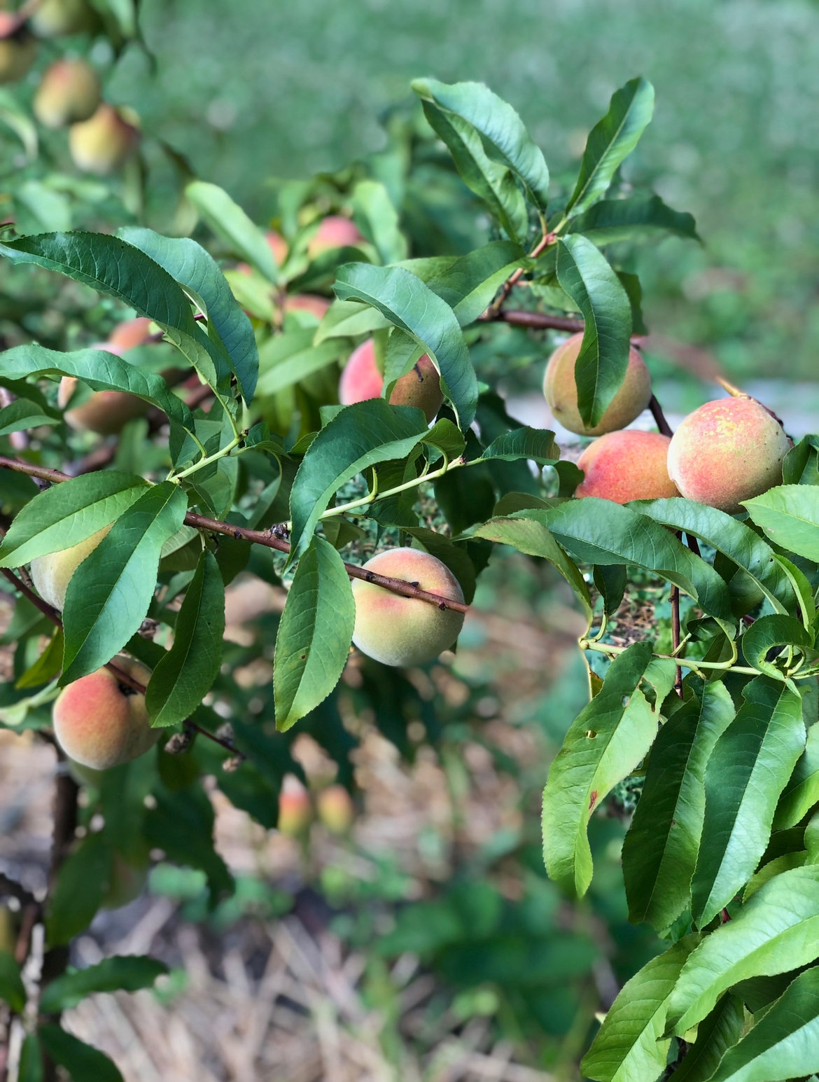 Peach tree in an edible landscape guild in Richmond, Virginia