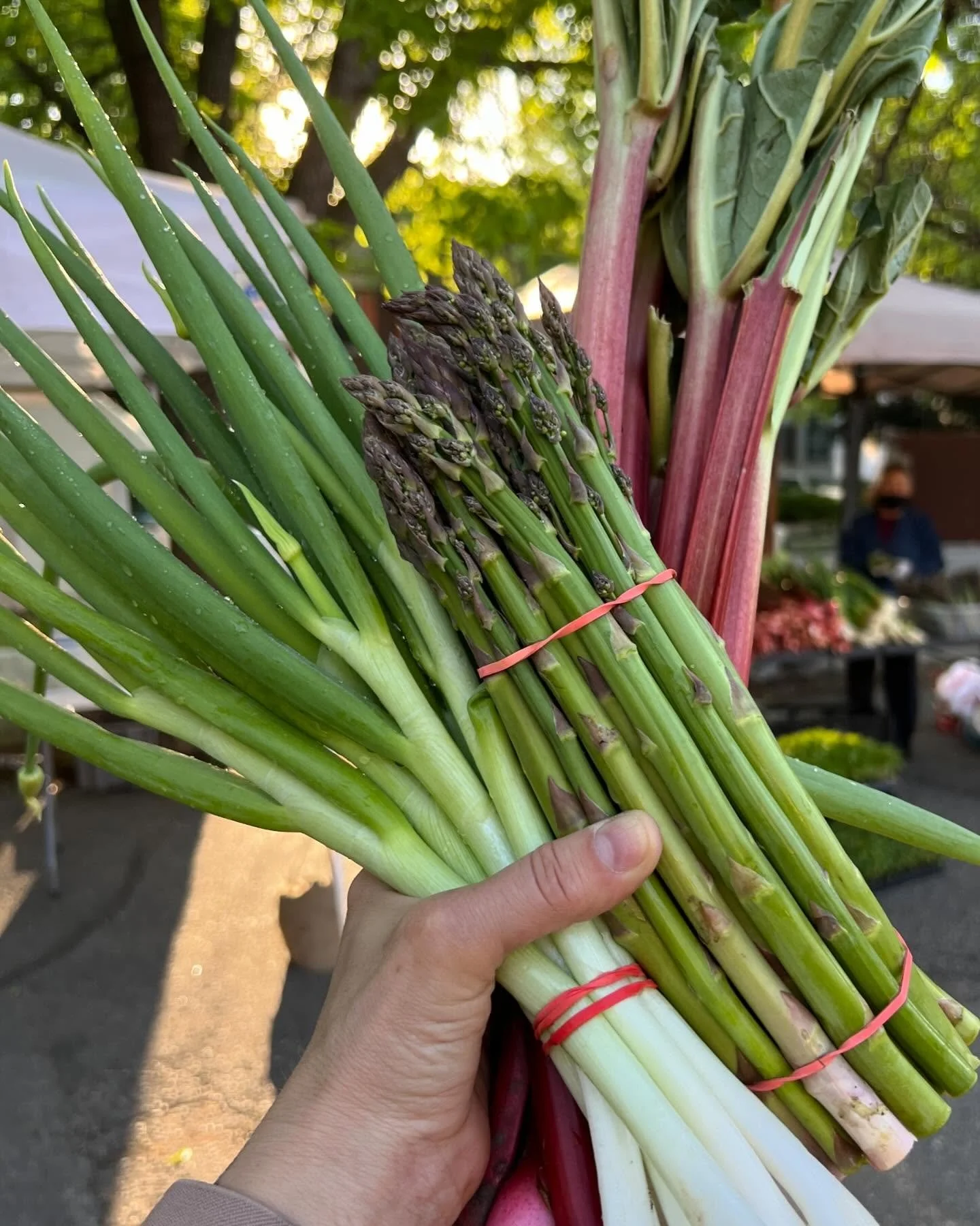 Fresh green and purple asparagus bundled with rubber bands at an outdoor market.