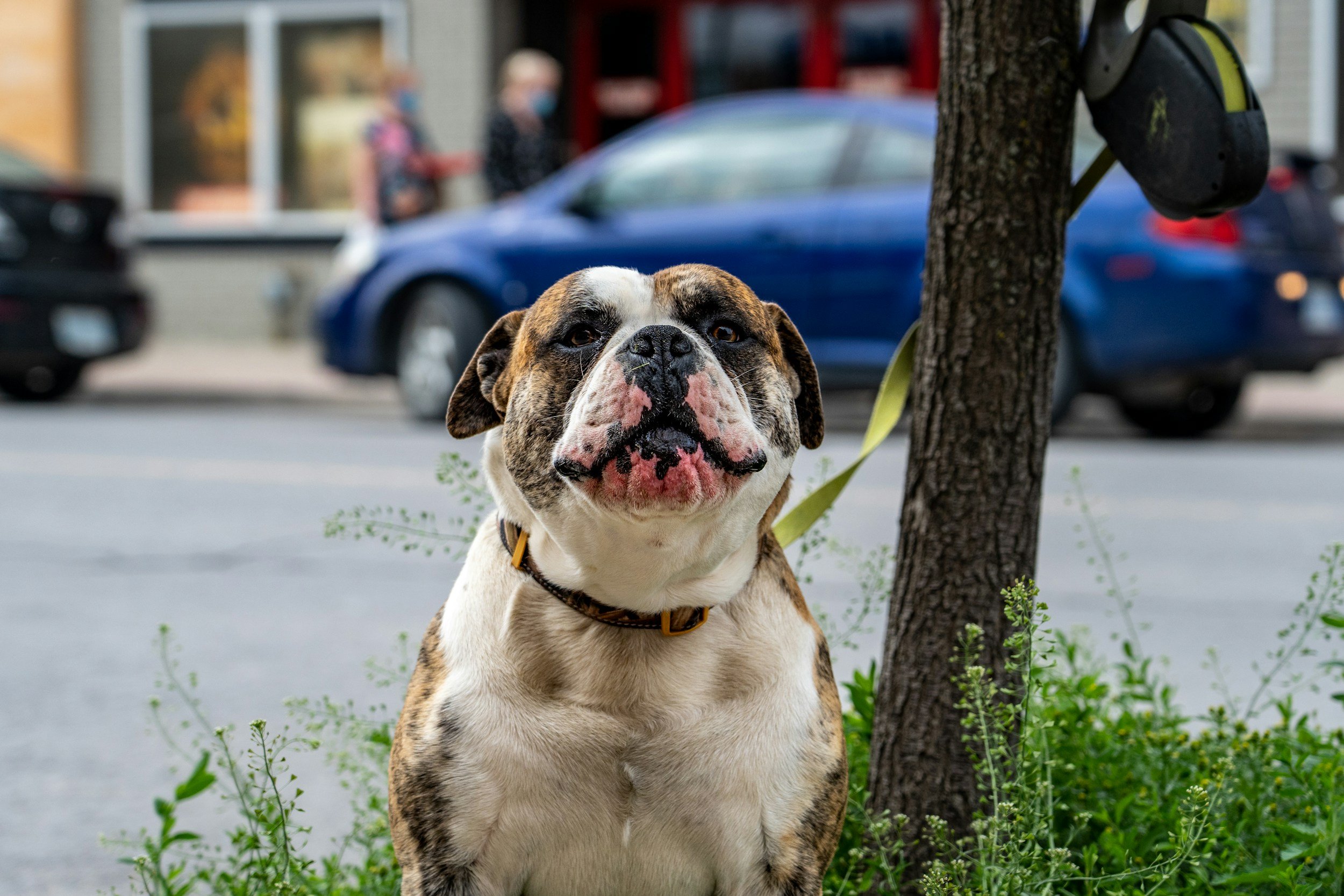 A bulldog with a brindle and white coat sitting on grass next to a tree on a city street. The dog has a large head, expressive eyes, and a distinctive face with a pink nose. In the background, blurred pedestrians wearing face masks walk past storefronts and parked cars.