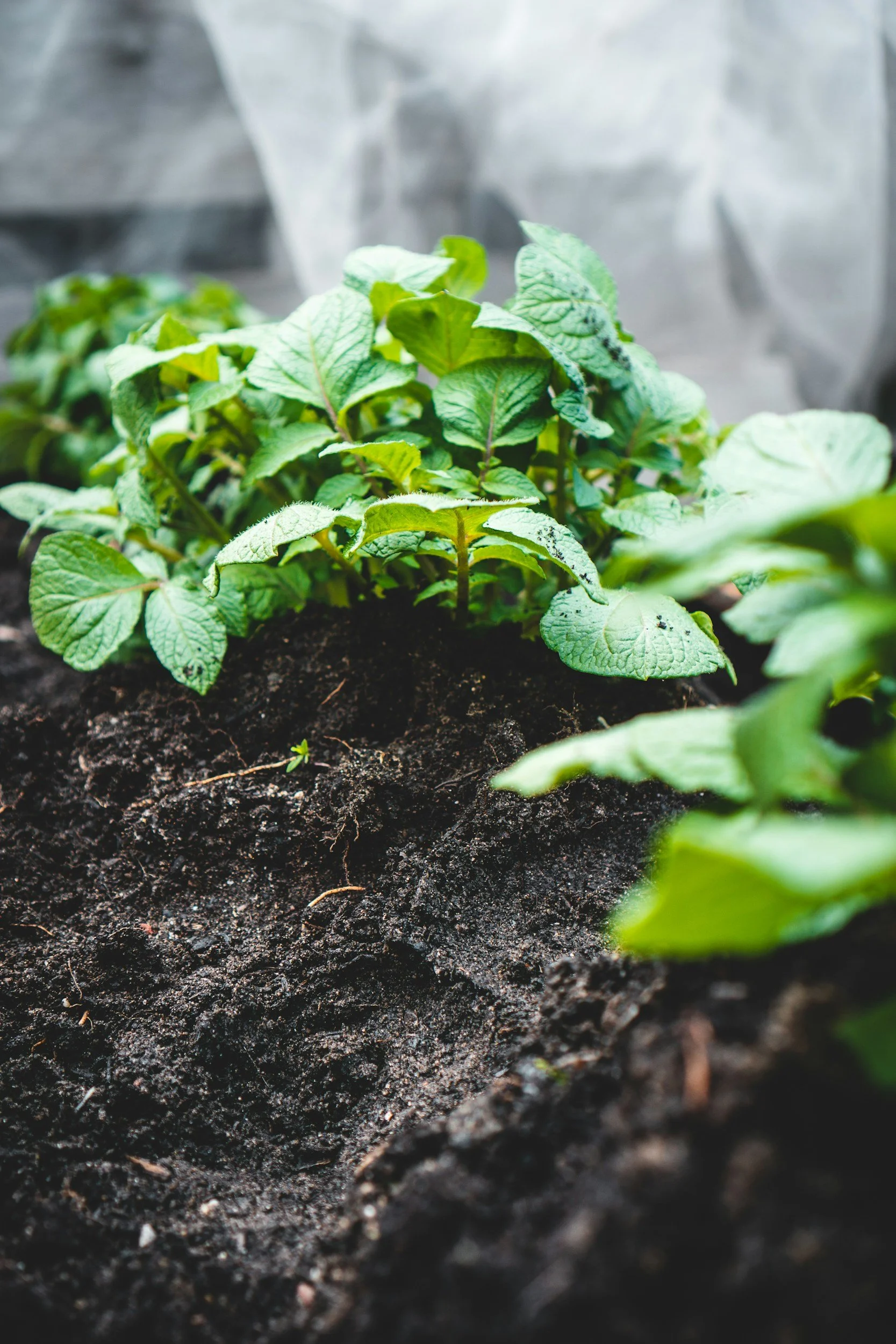 Close-up of green plant seedlings growing in dark soil, with a blurred background.