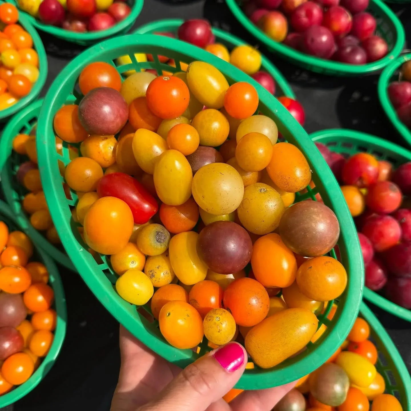 Hand holding a green basket of cherry tomatoes in various colors including yellow, orange, and purple, arranged in similar baskets with cherry tomatoes in the background.