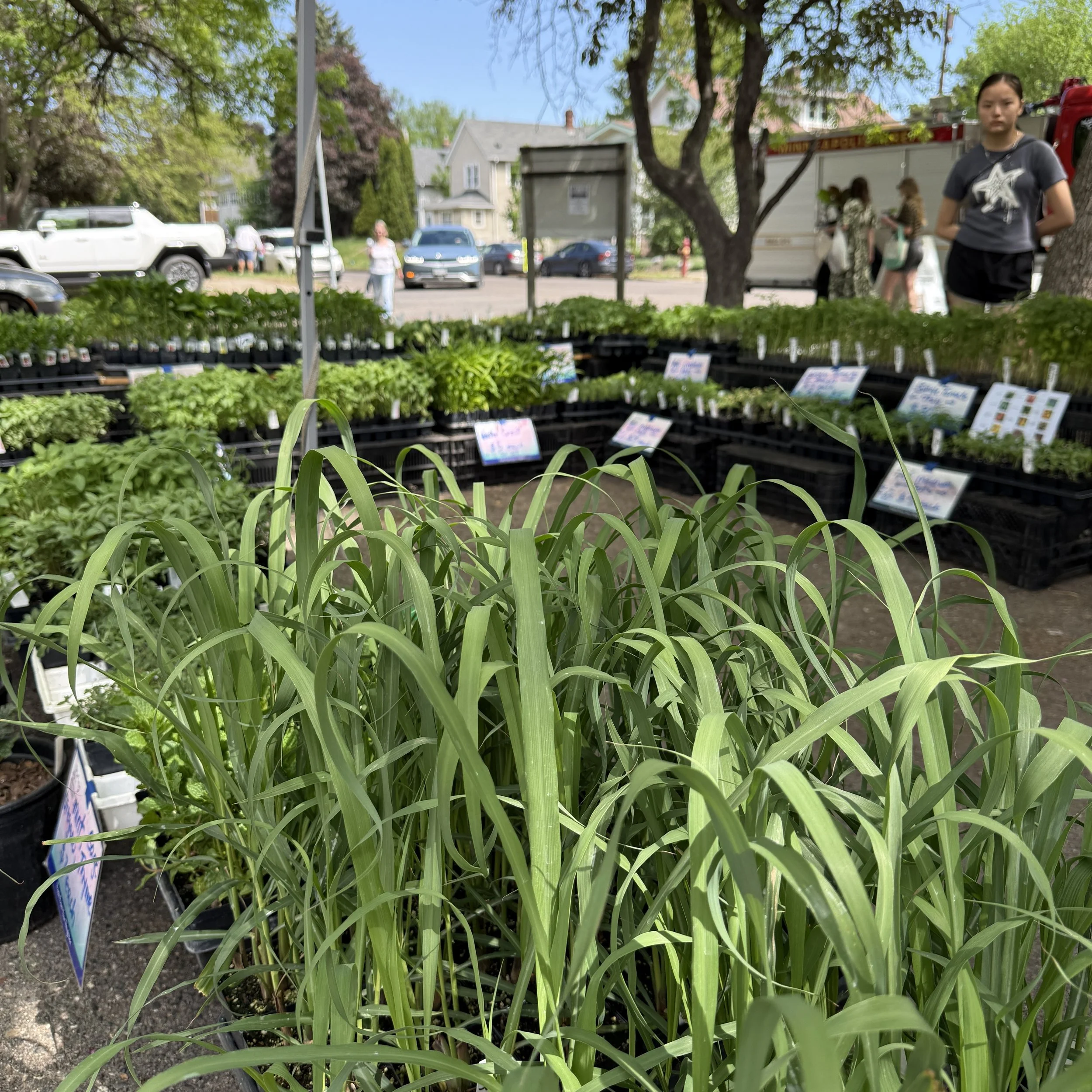 Rows of potted green plants displayed for sale at a market, with a background of cars, trees, and people.