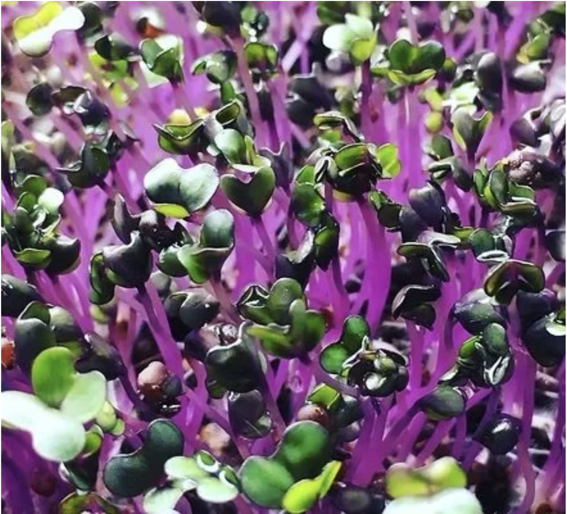 Great Northern Microgreens