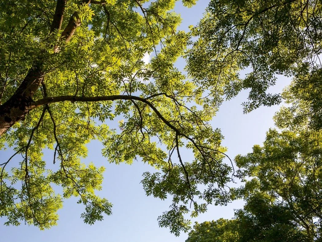 One-page Squarespace website design for a service-based business, nature, Grace Brady