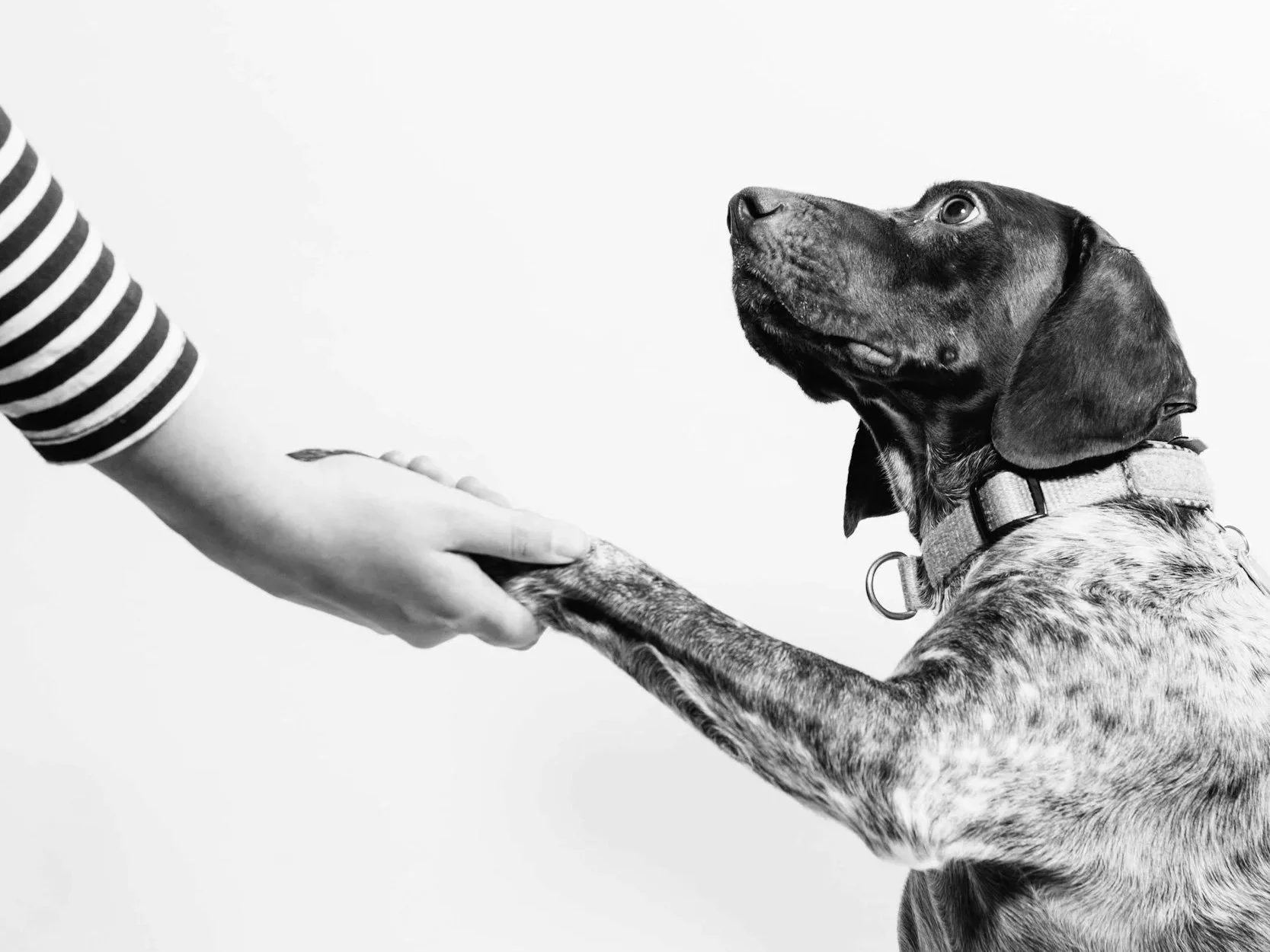 Dog gently placing its paw in its owner's hand to show trust and companionship.