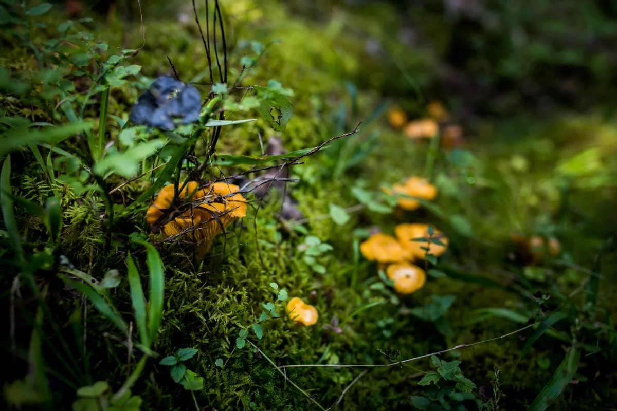 Yellow mushrooms growing among green moss and plants in a forest setting.