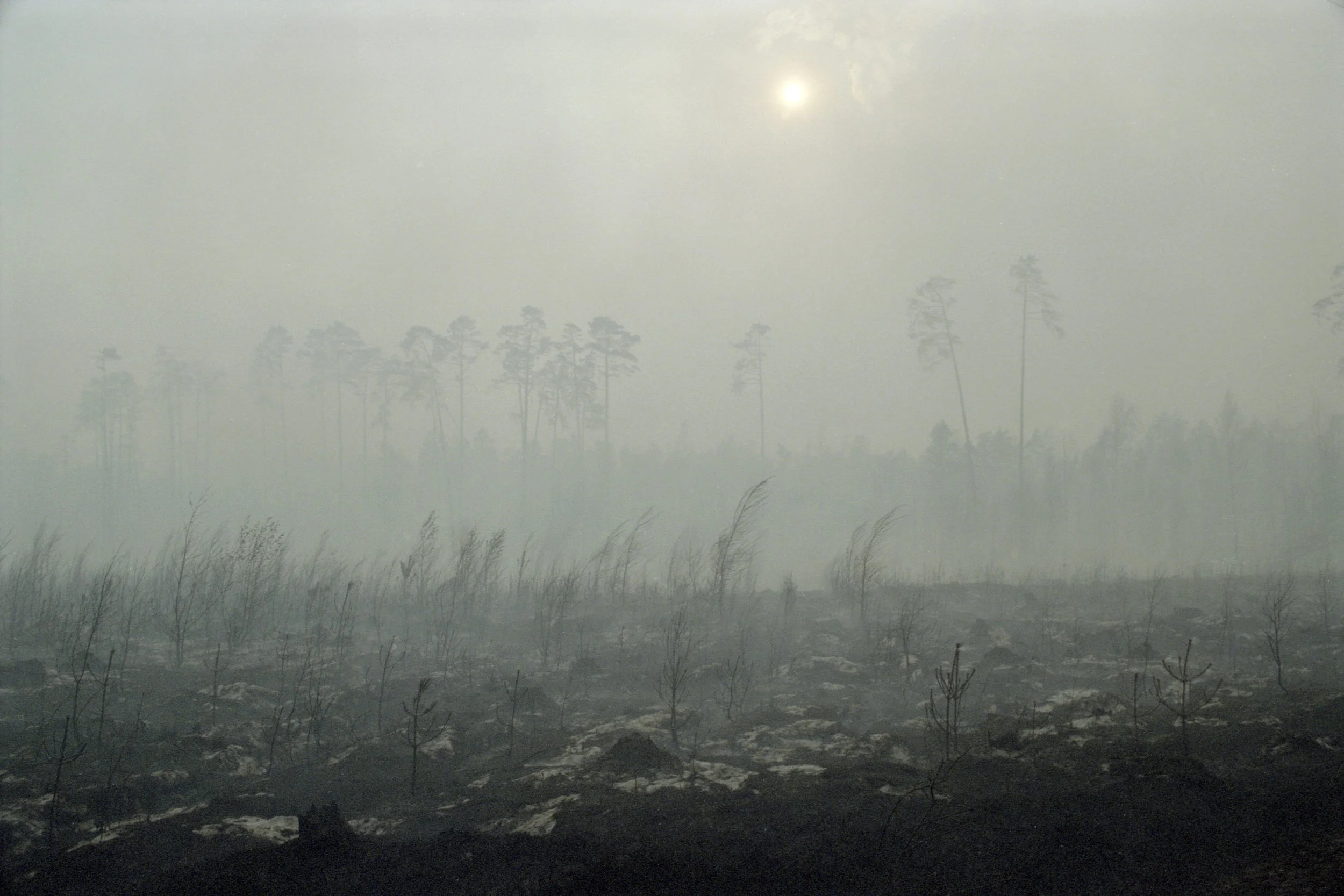 Największy pożar lasów w Polsce po II wojnie
Światowej. Rejon Kuźni Raciborskiej, sierpień
1992