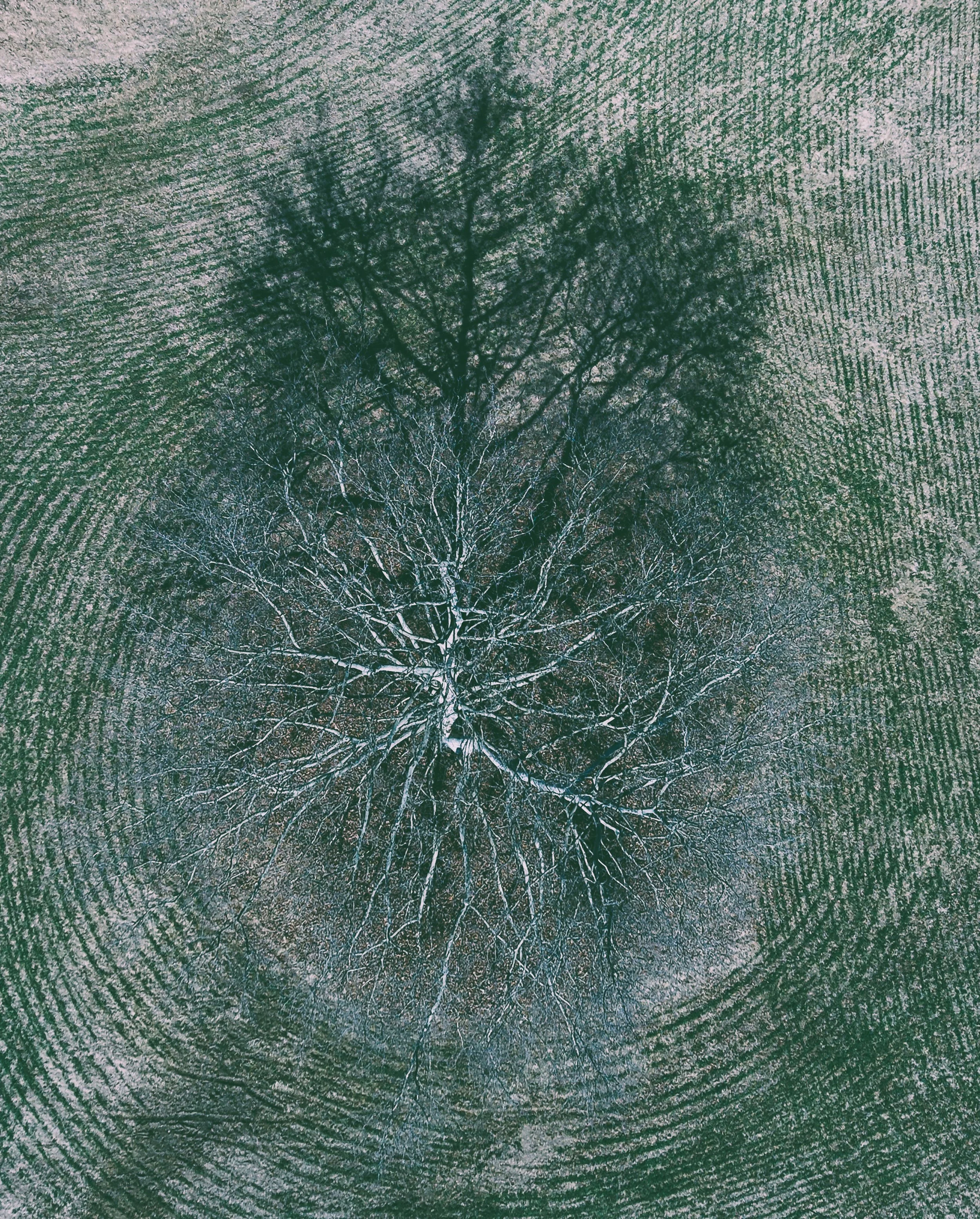 tree in field.JPG