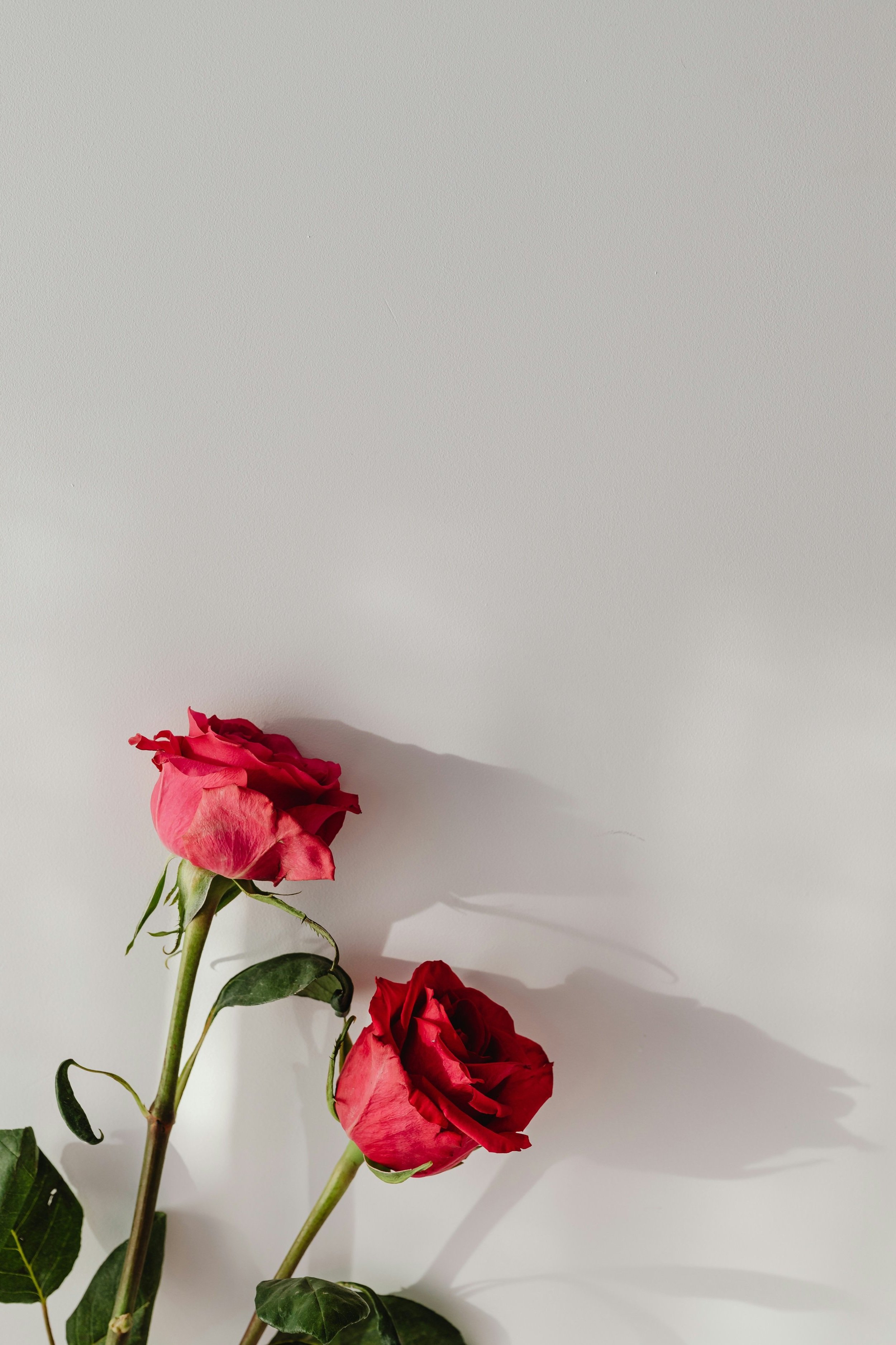 Two red roses with green leaves against a plain white background