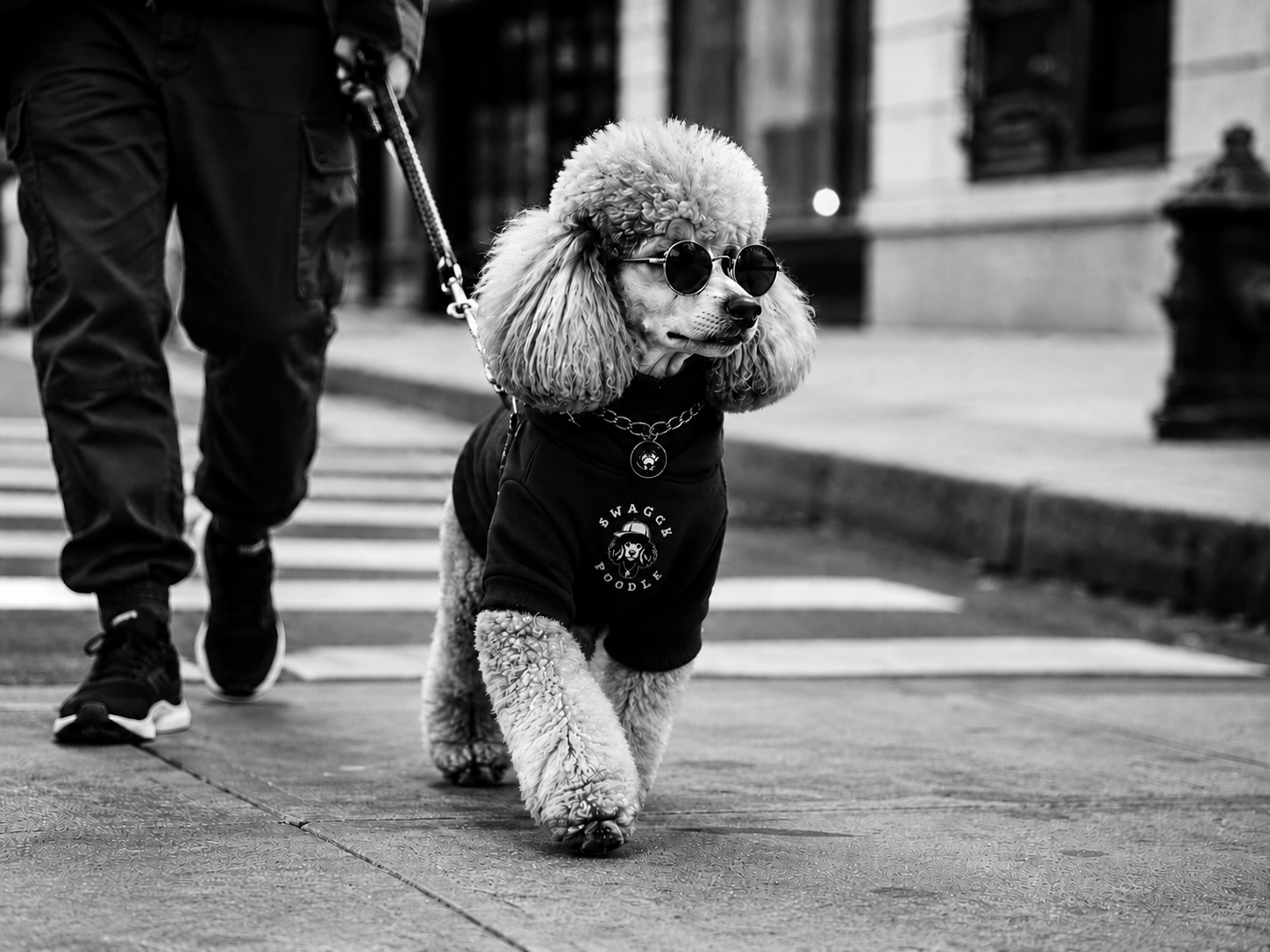 How to Style Your Dog Hoodie for Everyday Walks