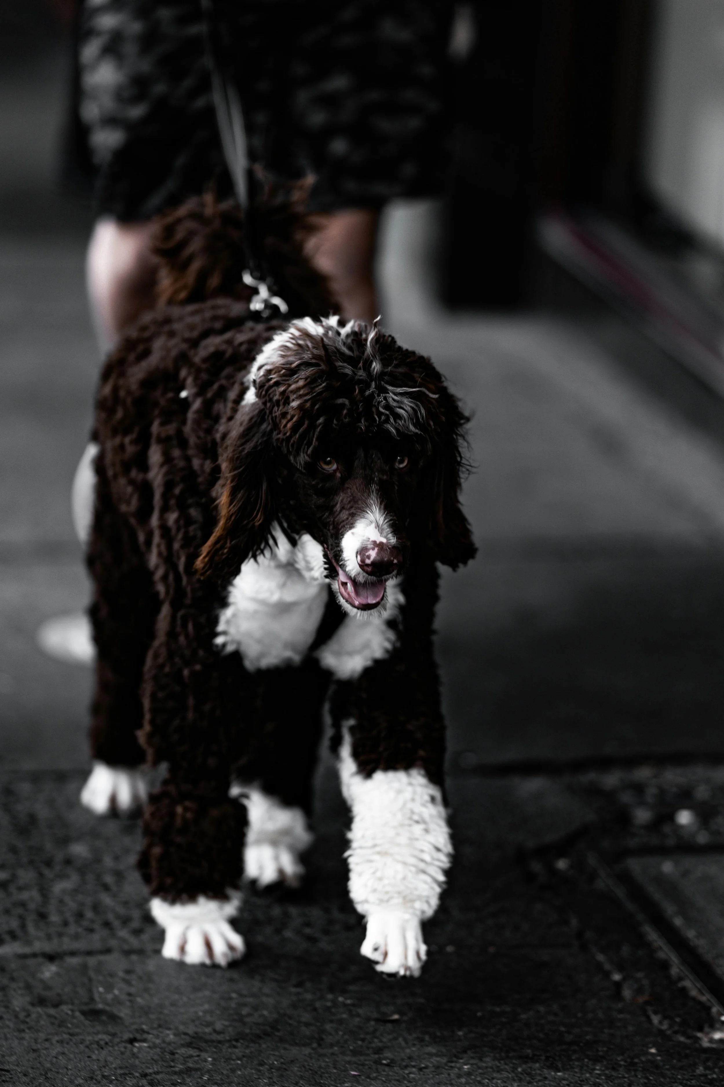 pexels-jaxie-jia-80193927-8876159.jpg